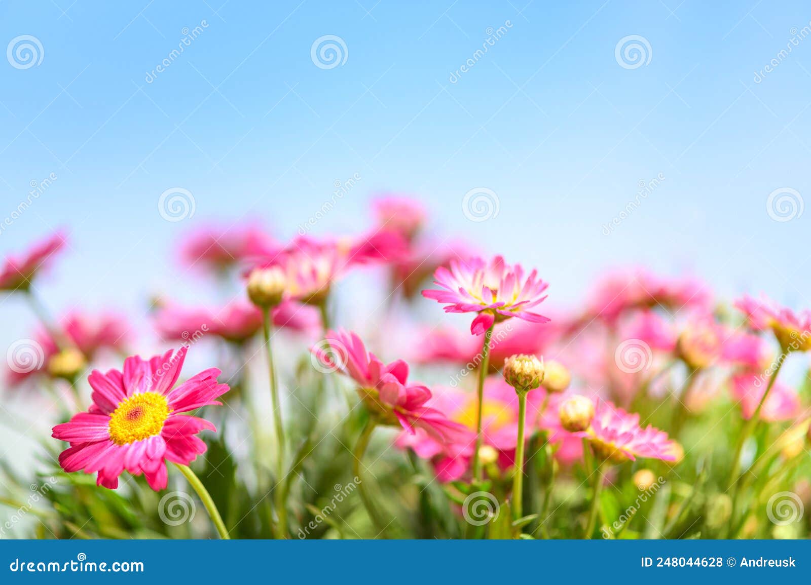 Pink Daisy Flowers Spring Background Stock Photo Image of greenery
