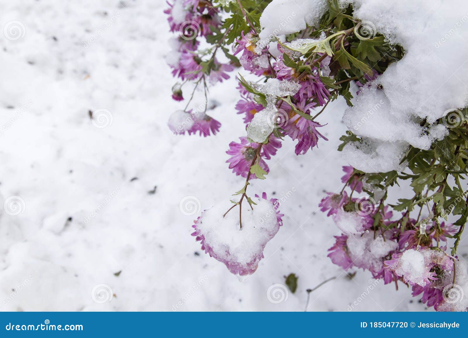 Pink Daisy Flowers Under The Snow Stock Photo Image Of Asteraceae