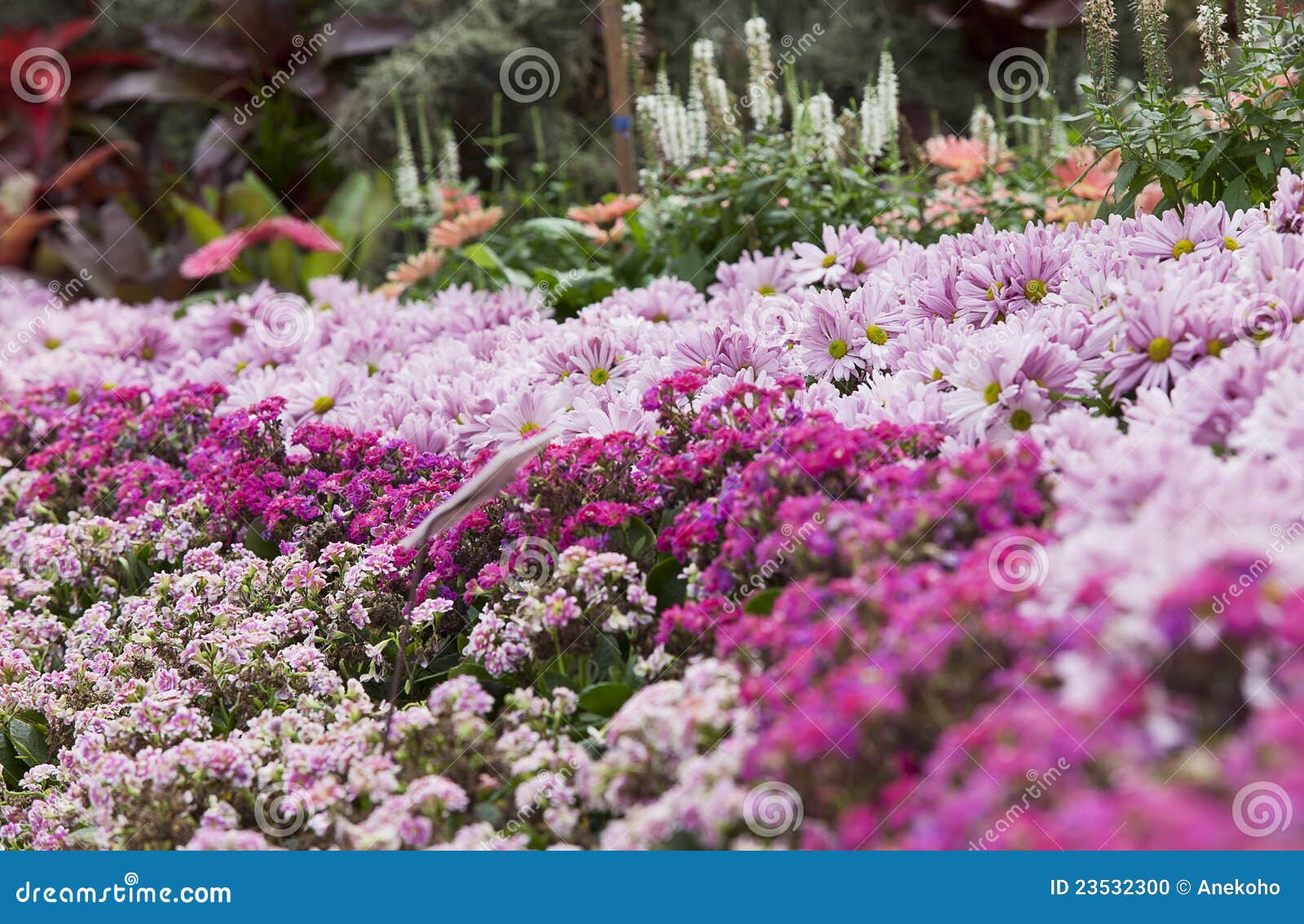 Pink daisy garden stock photo. Image of gardening, fluffy 23532300
