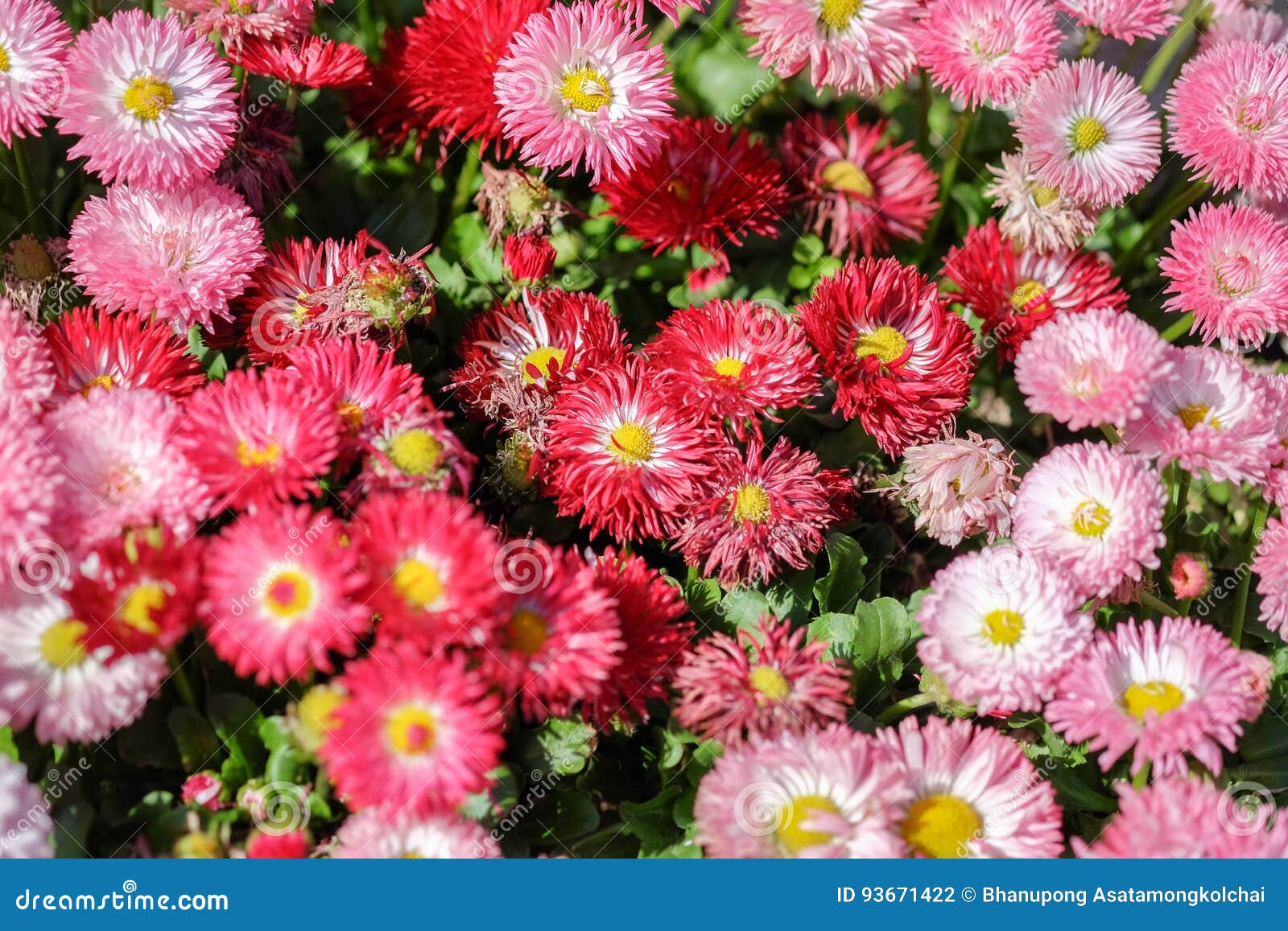 Pink daisy in the garden stock photo. Image of flower 93671422