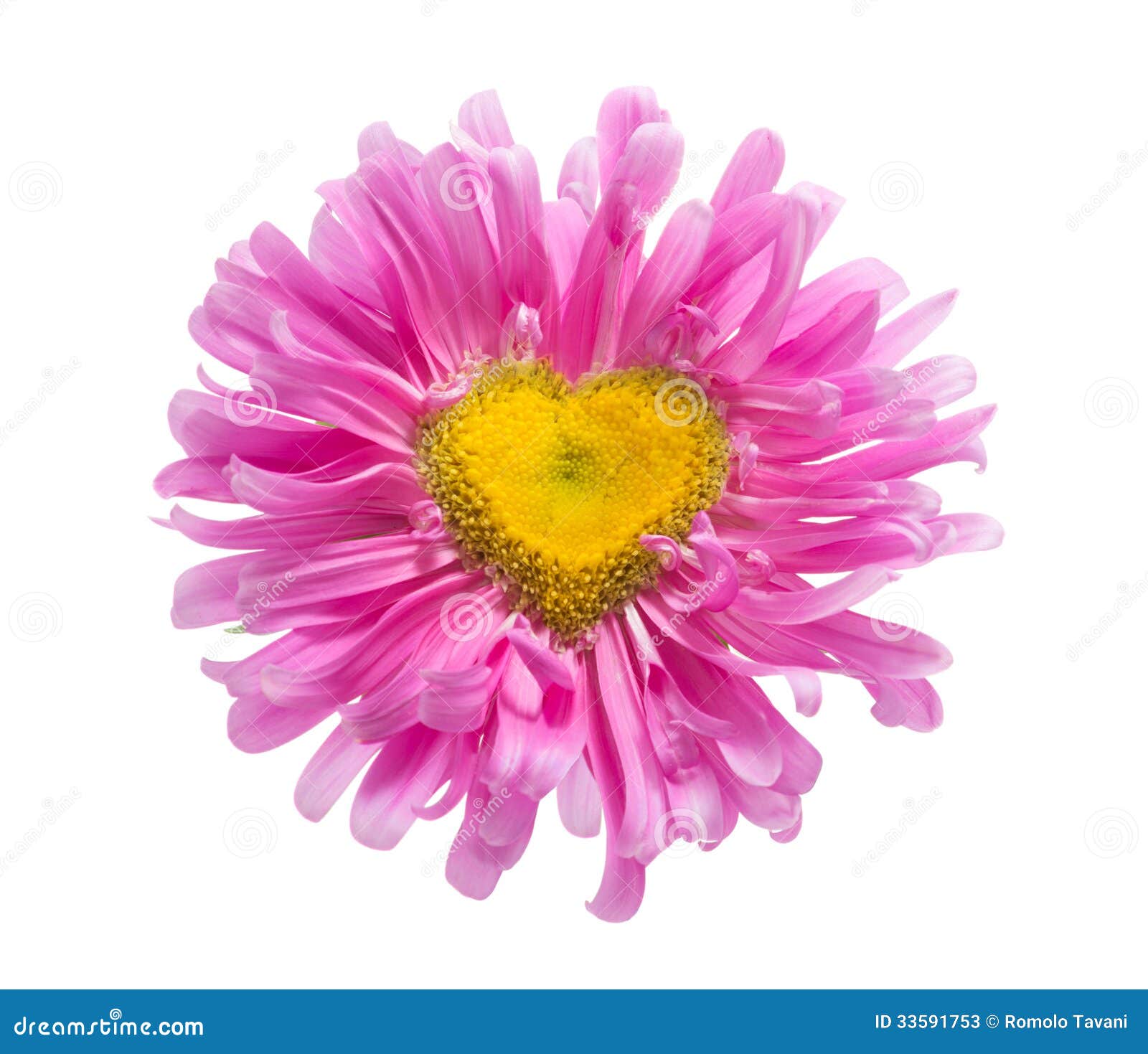 Daisy Heart Shape Stock Images Download 978 Royalty Free Photos