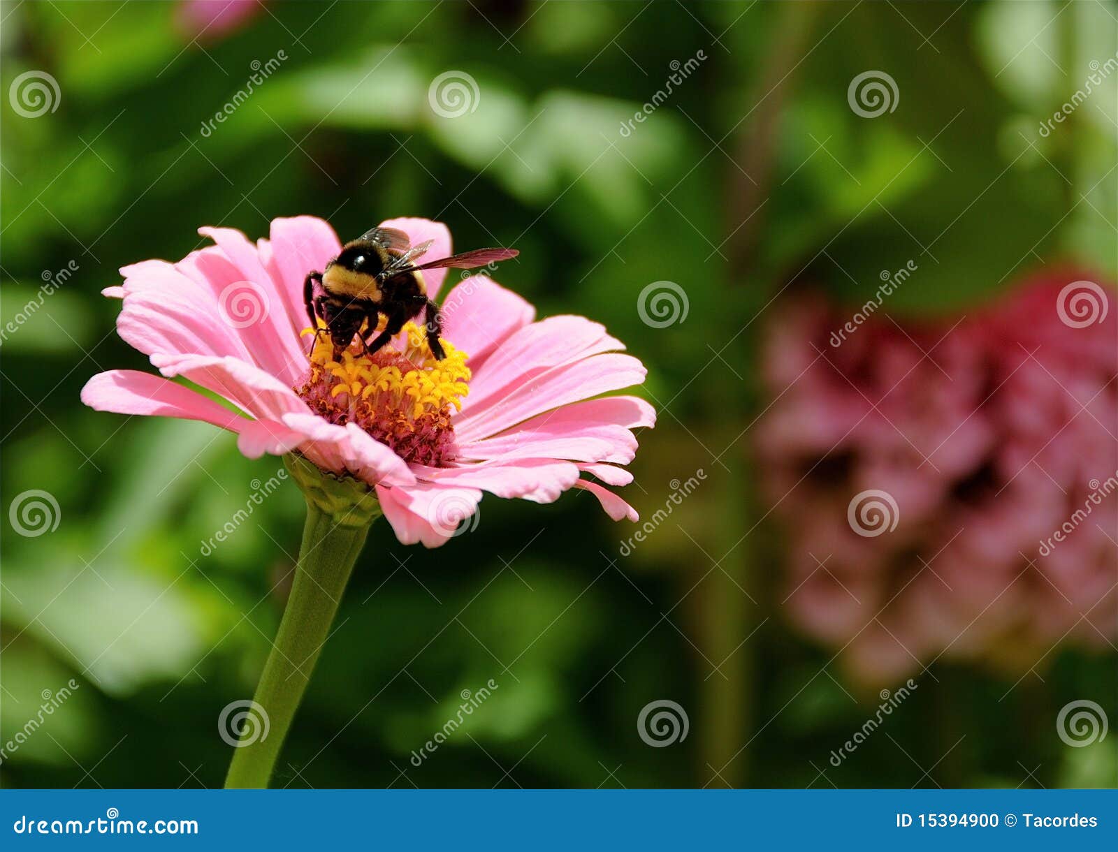 Pink daisy with honey bee. stock photo. Image of insect 15394900