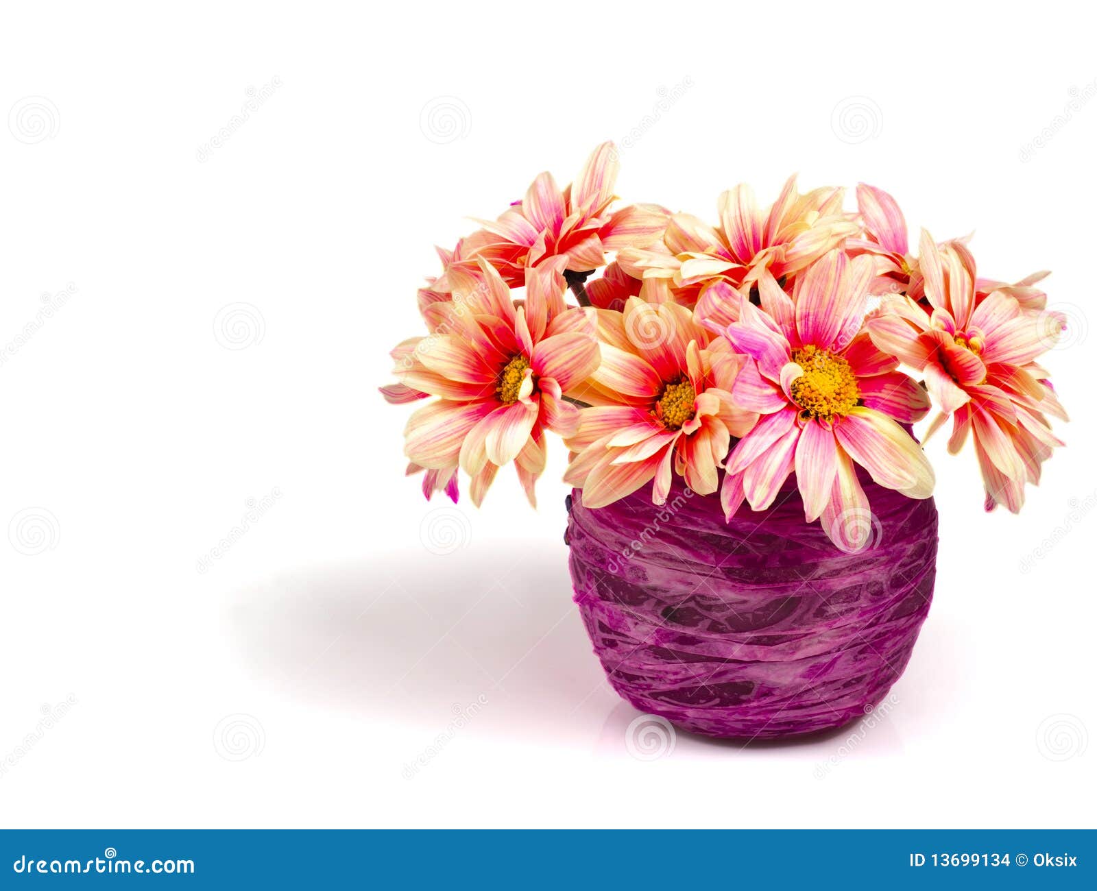 Pink daisy on purple vase stock photo. Image of white 13699134