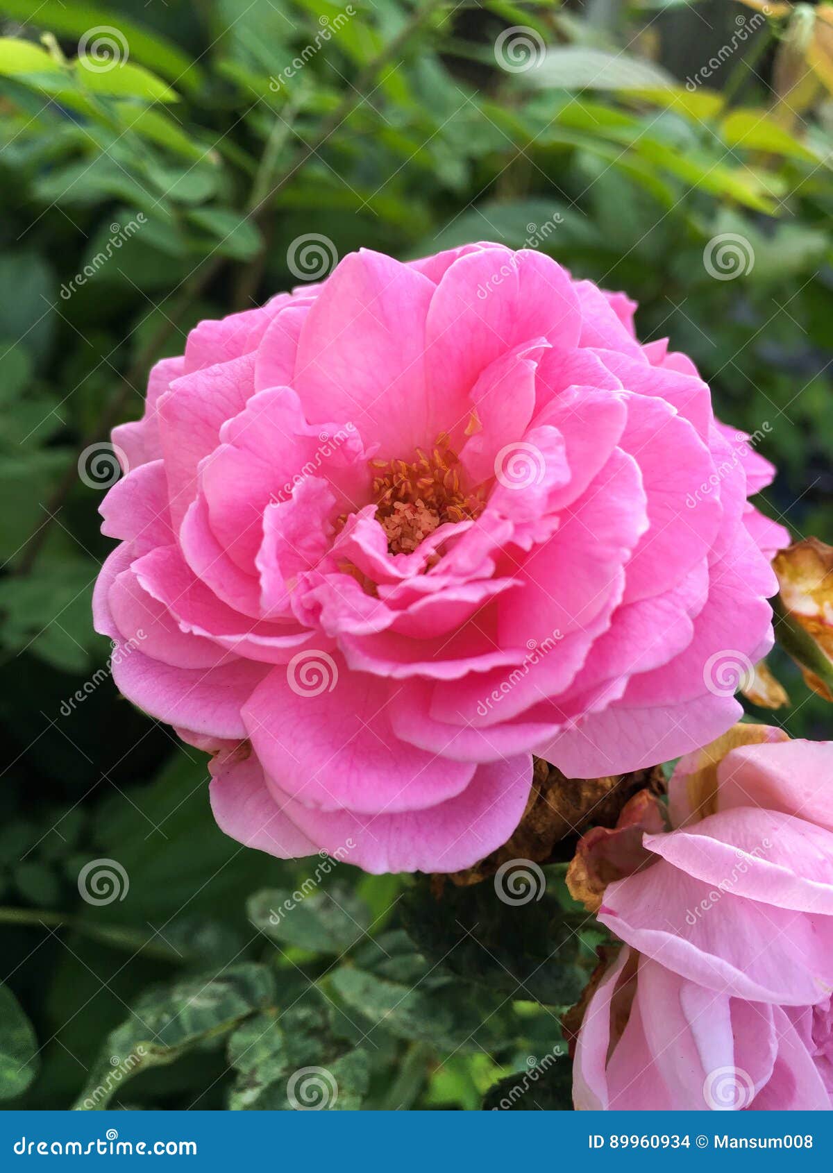 Pink damask rose flower stock photo. Image of nature 89960934