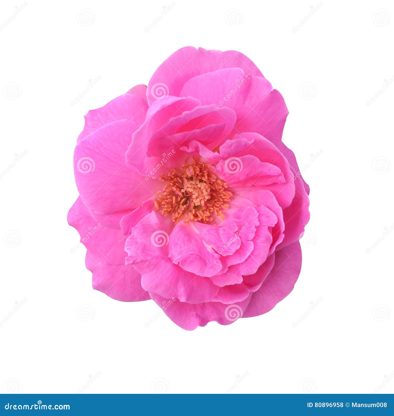 Pink damask rose flower stock photo. Image of beauty 80896958