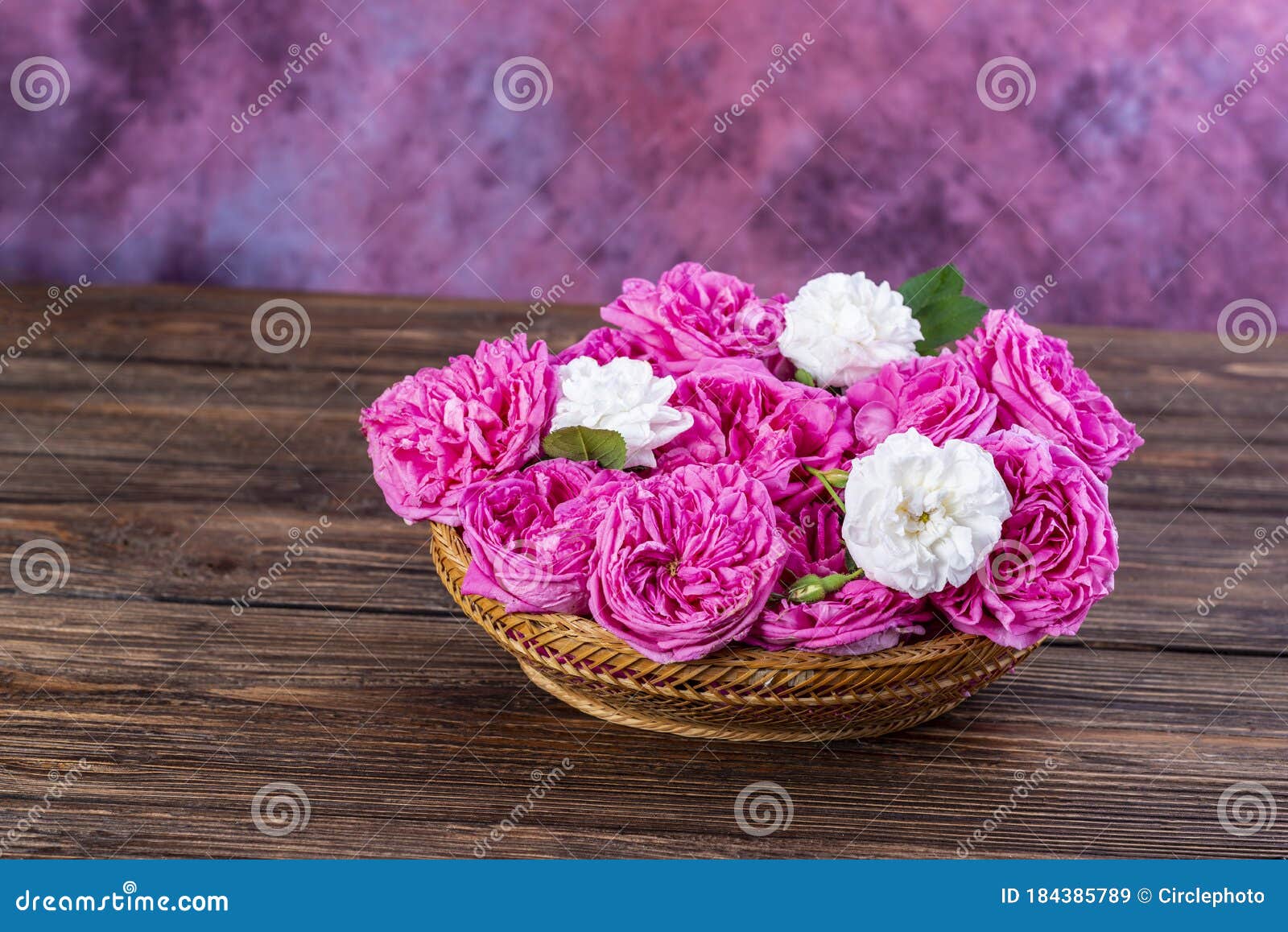 Pink Damask Rose Flowers Rosa Damascena Stock Image Image Of Flora Garden 184385789