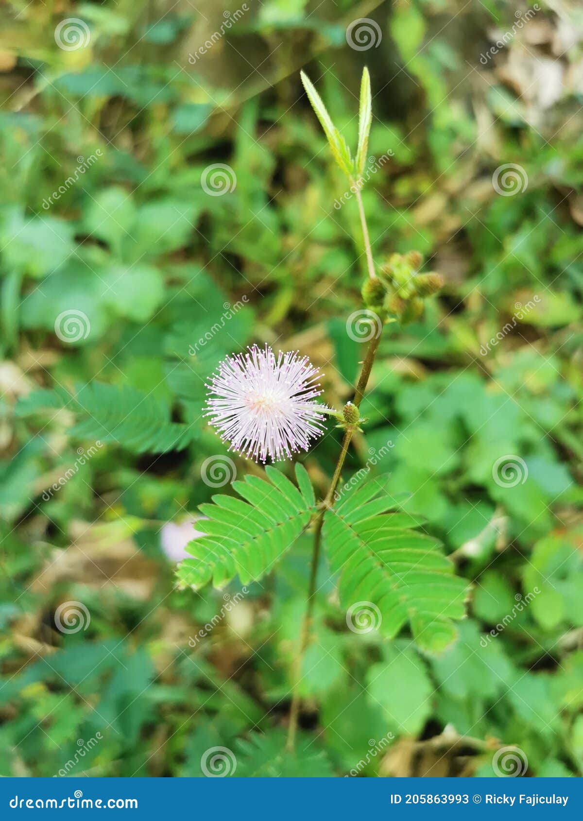 𝘮𝘢𝘭𝘶𝘴𝘰𝘬𝘢𝘺 — How to touch some grass