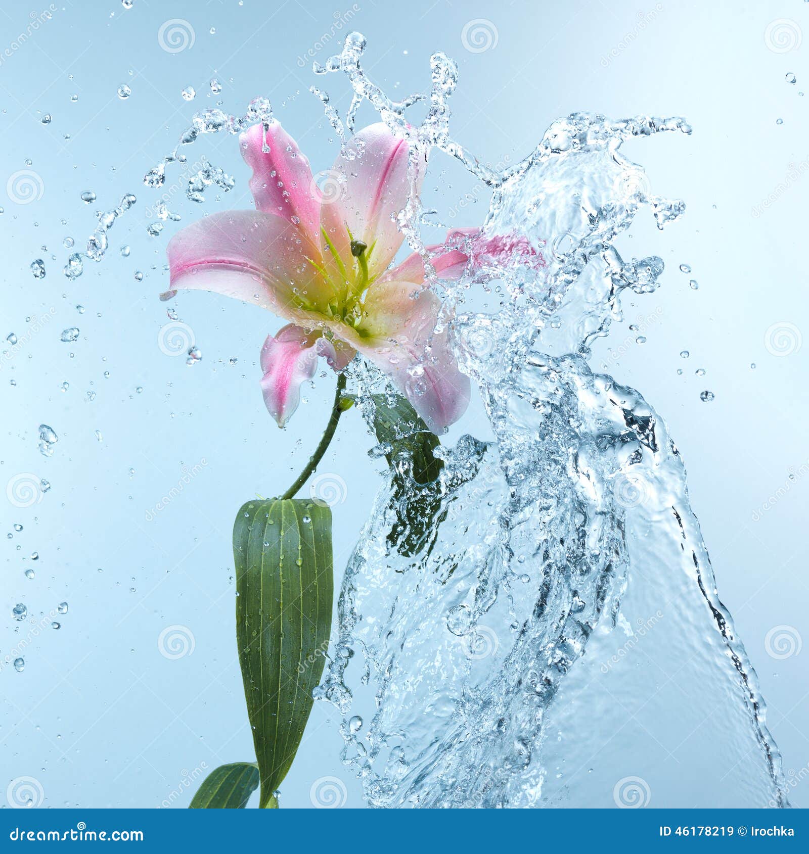 Pink Day Lily in Cool Splashing Water Stock Image - Image of beauty ...