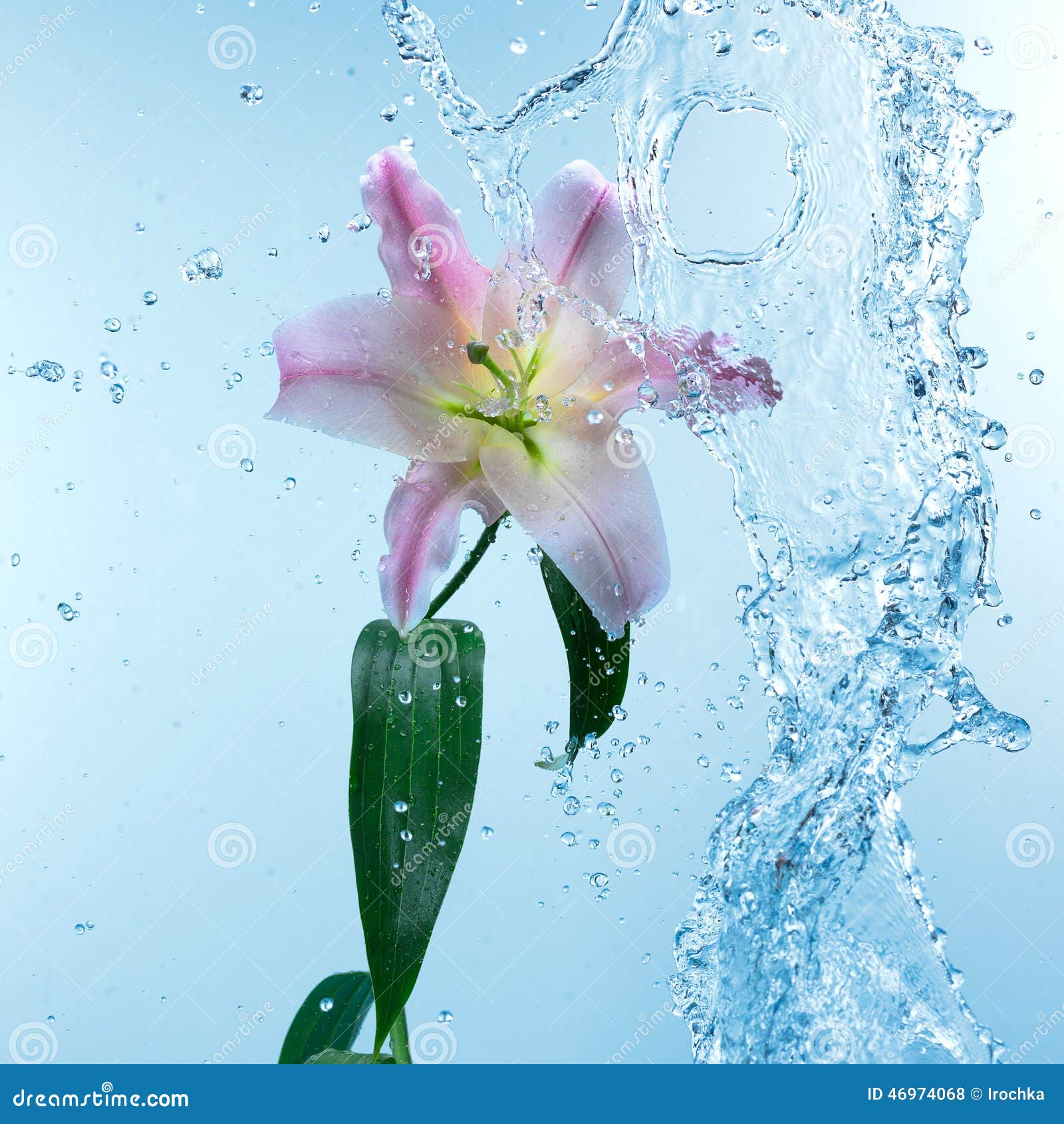 Pink Day Lily in Cool Splashing Water Stock Photo - Image of white ...