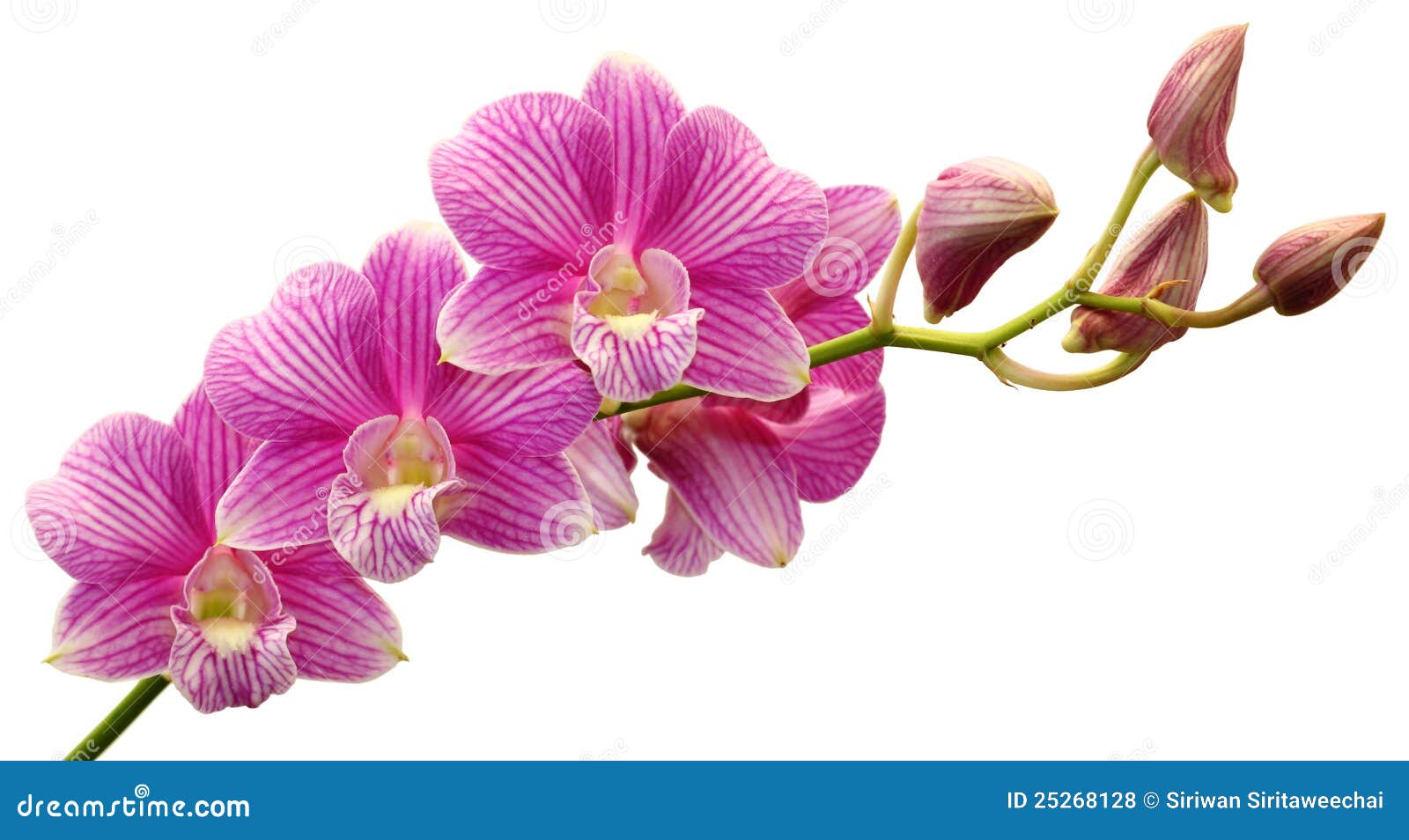 Pink Dendrobium Orchid stock photo. Image of botanic 25268128