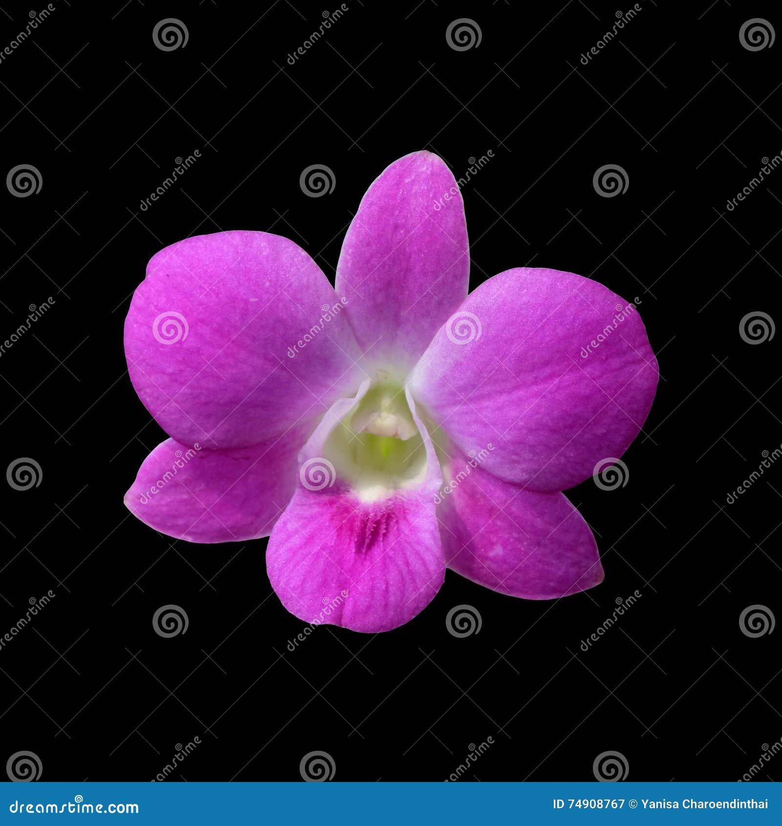 Pink Dendrobium Orchid Flowers Stock Image Image of dendobium, floral