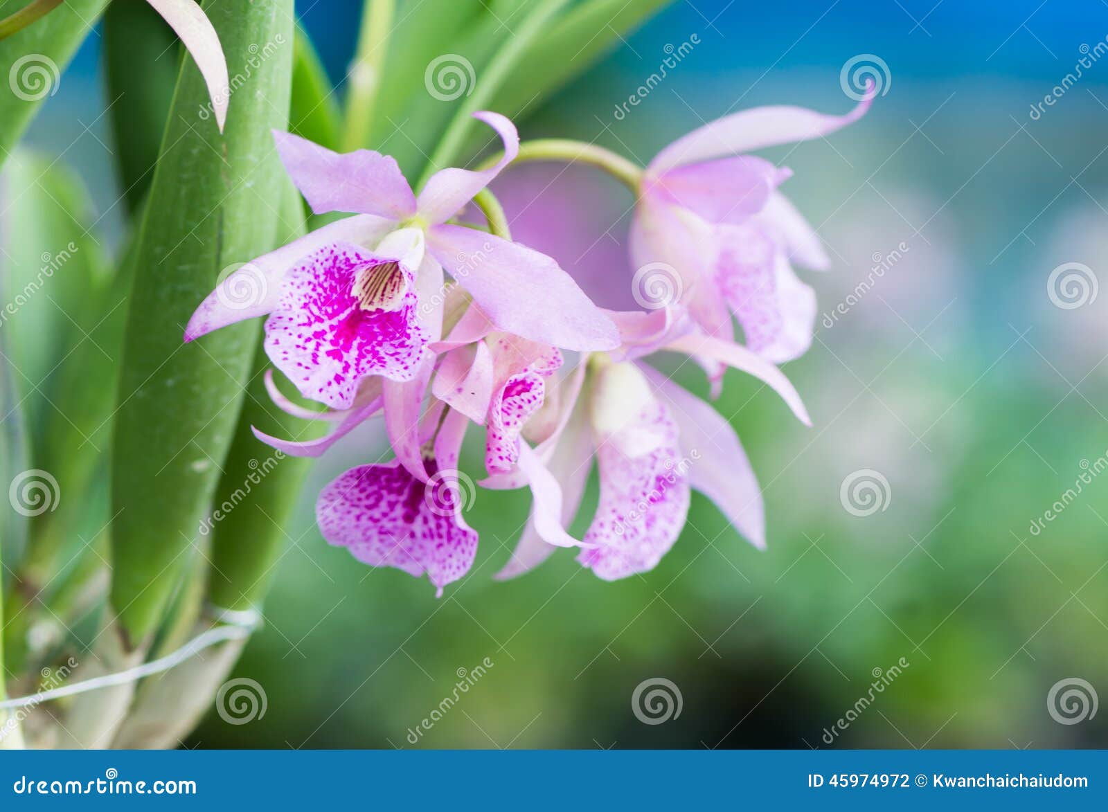 Pink dendrobium orchid stock photo. Image of closeup 45974972