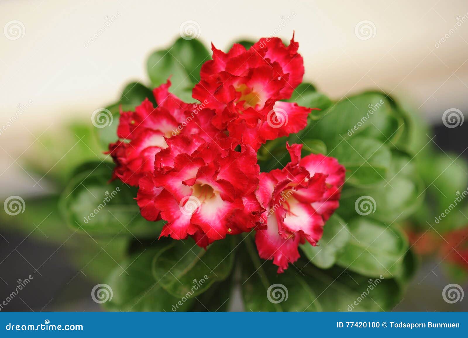 Pink Desert Rose or Impala Lily or Mock Azalea Flower Stock Photo ...