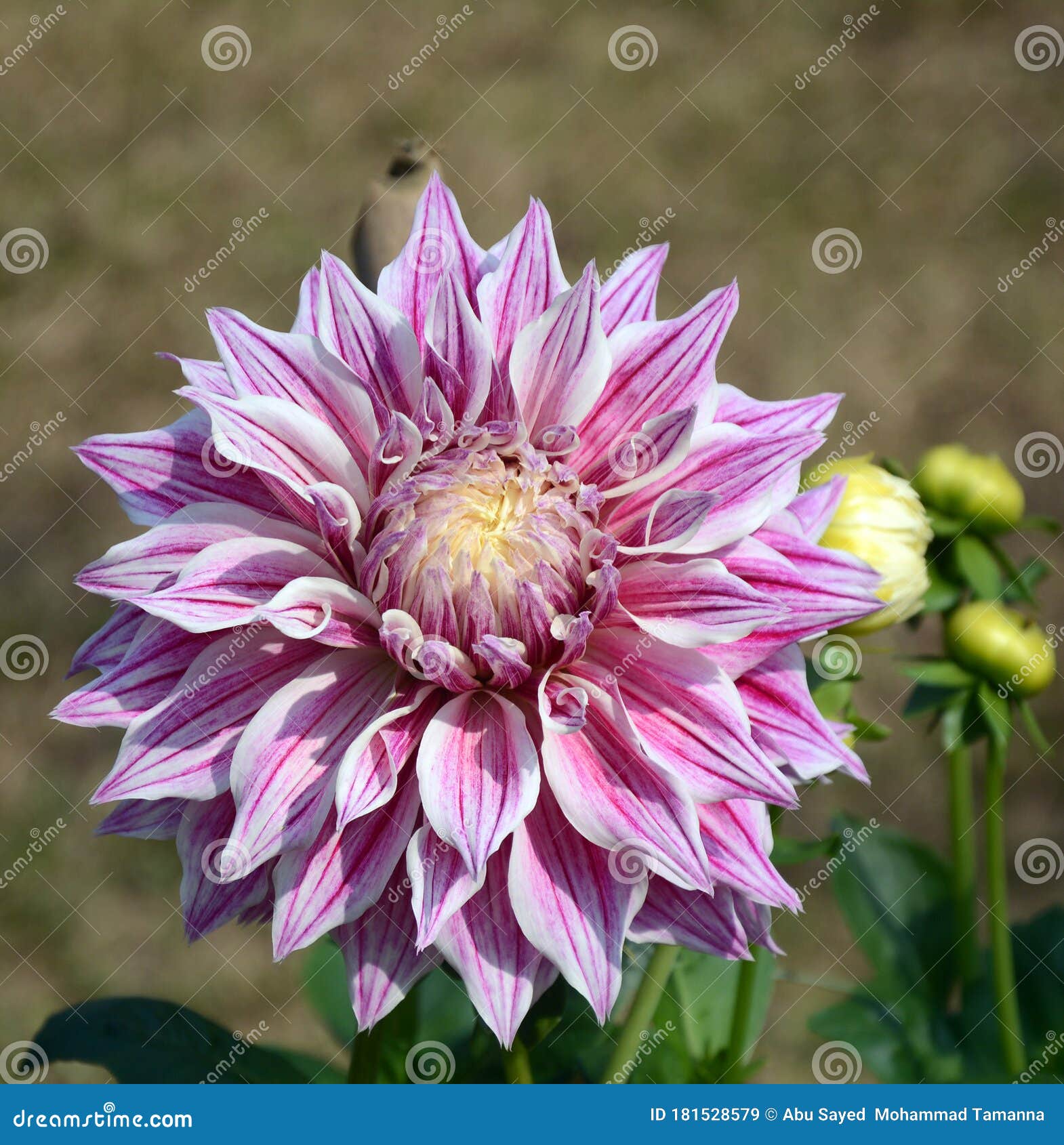 pink dhalia flower blooming in summer