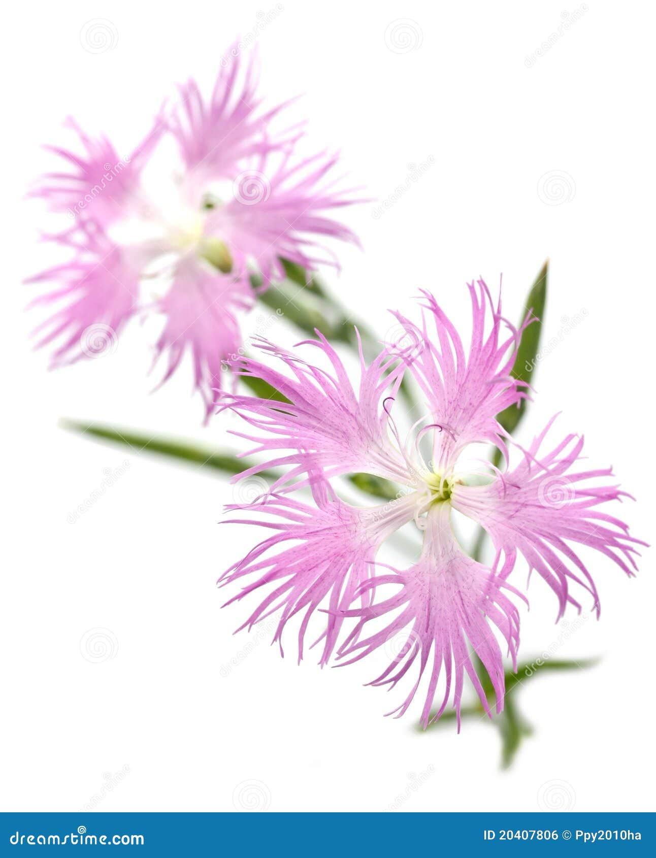 Pink , Dianthus Superbus , Nadeshiko Stock Photo - Image of nadeshiko ...