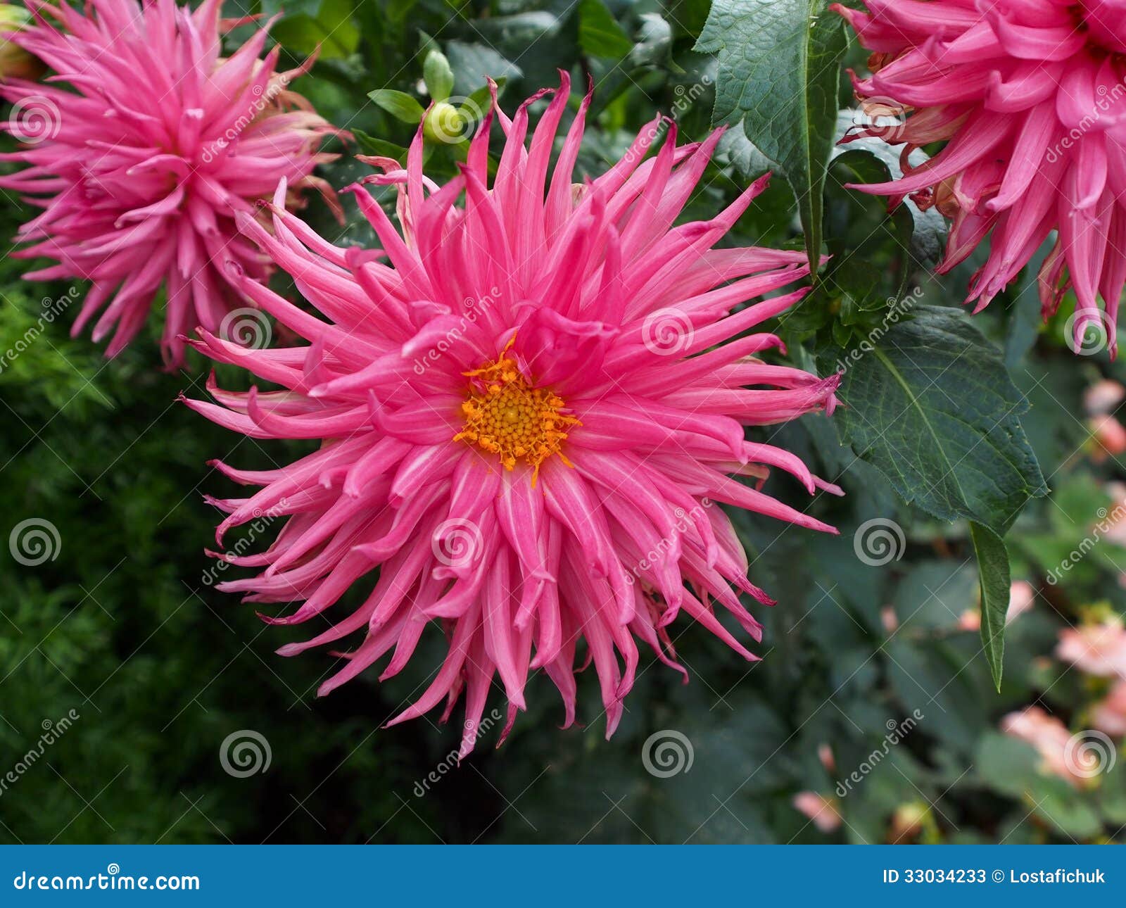 Pink Dinner Plate Dahlias in Bloom Stock Image Image of bloom, showy
