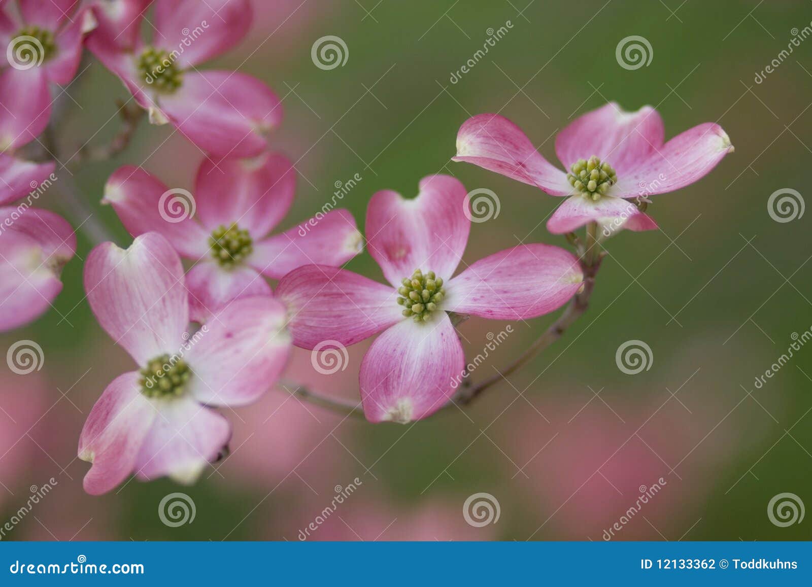 pink dogwood