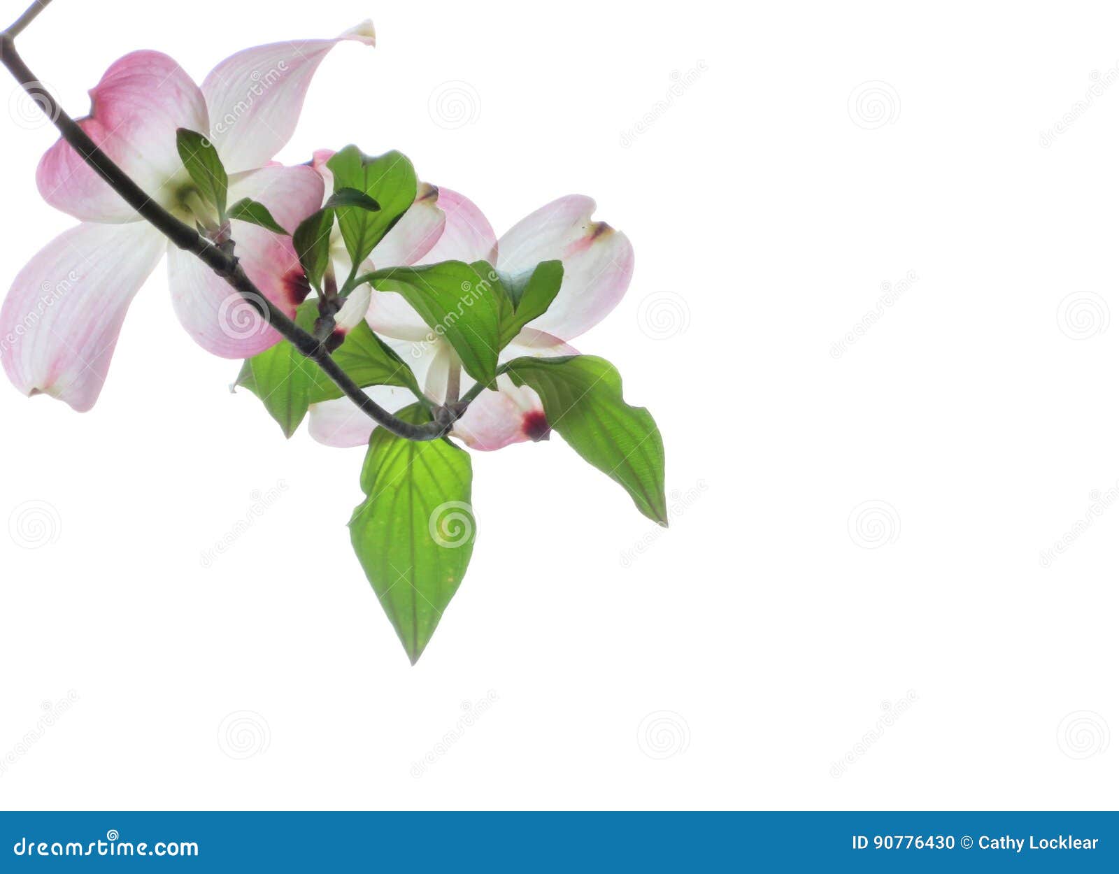 Pink dogwood tree blooming with pink flowers on an isolated background