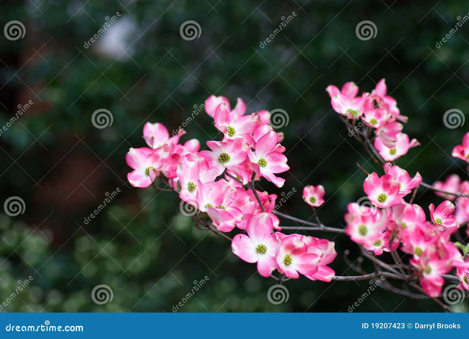 pink dogwoods on dark background