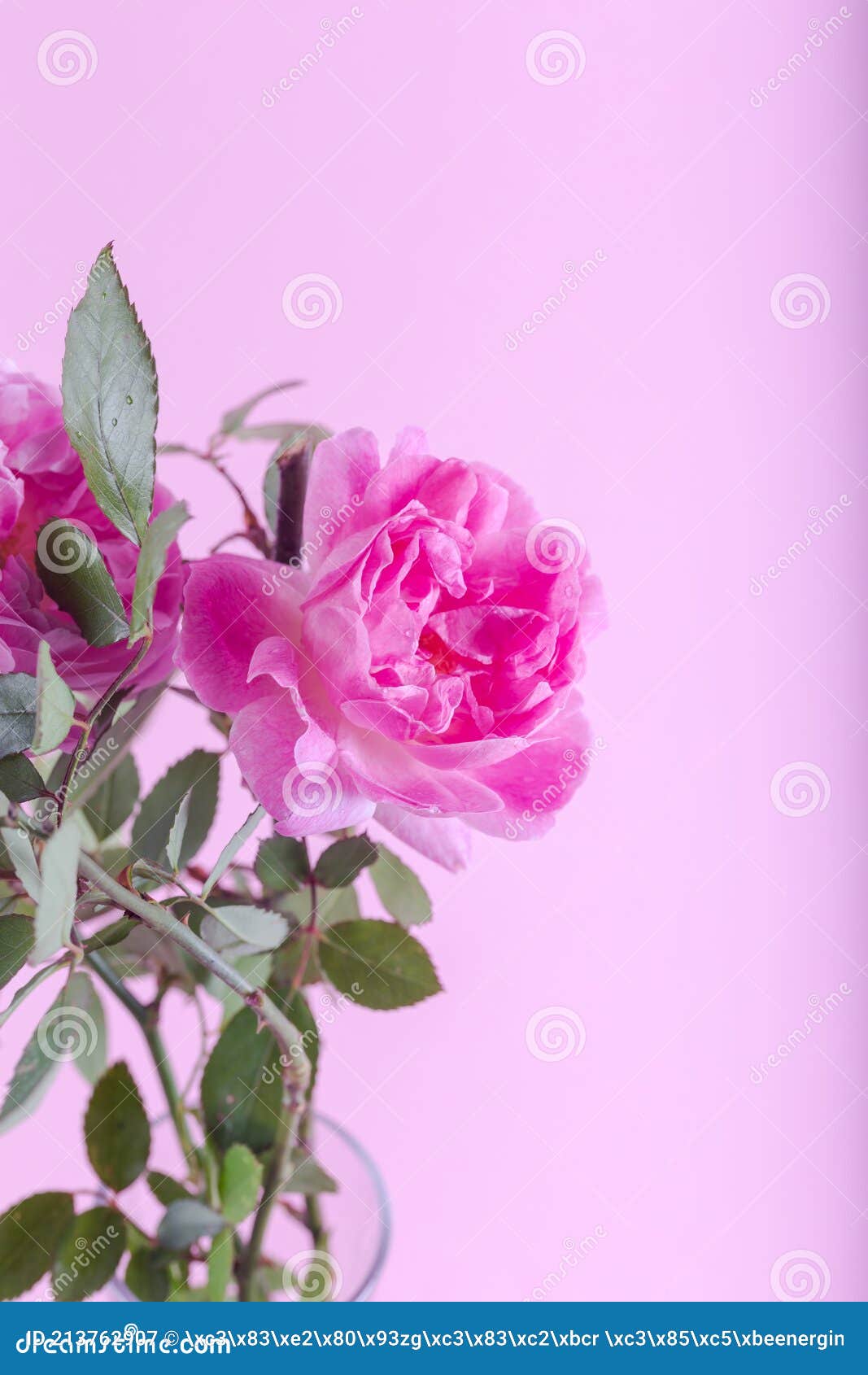 Pink Double Alba Rose Maiden`s Blush Flower on Light Green Background ...