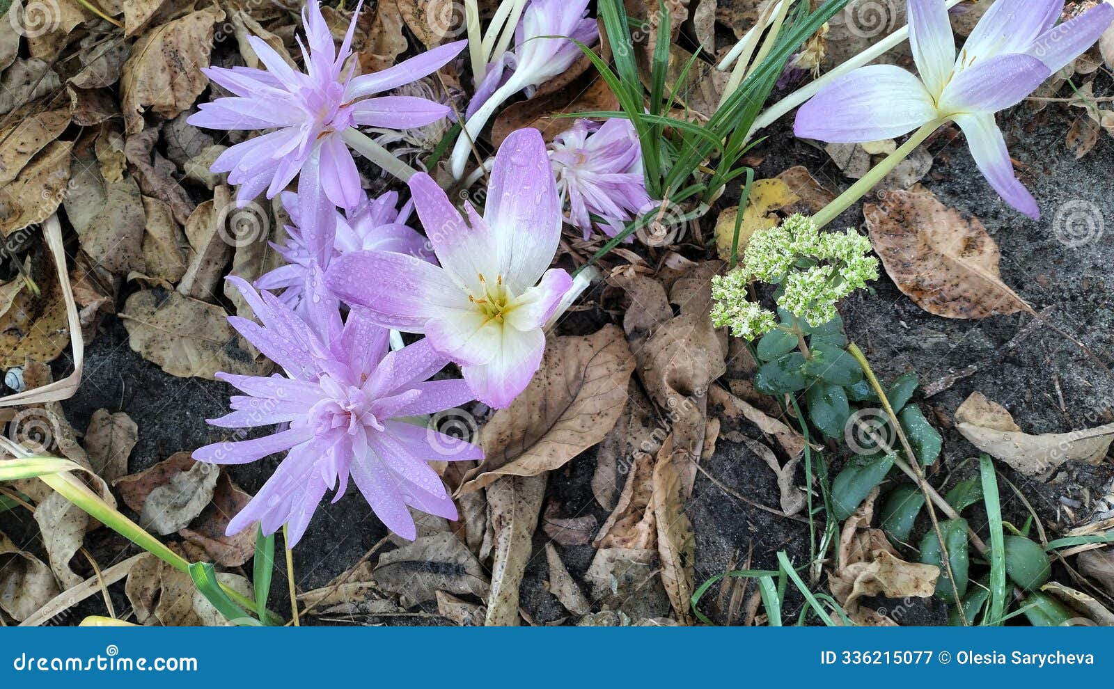 pink double colchicum 'waterlilly' top view