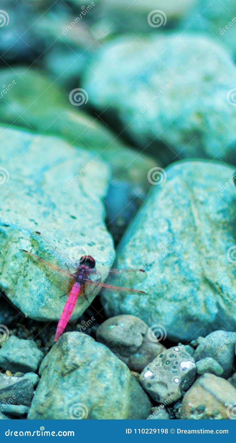 pink dragonfly in monsoon