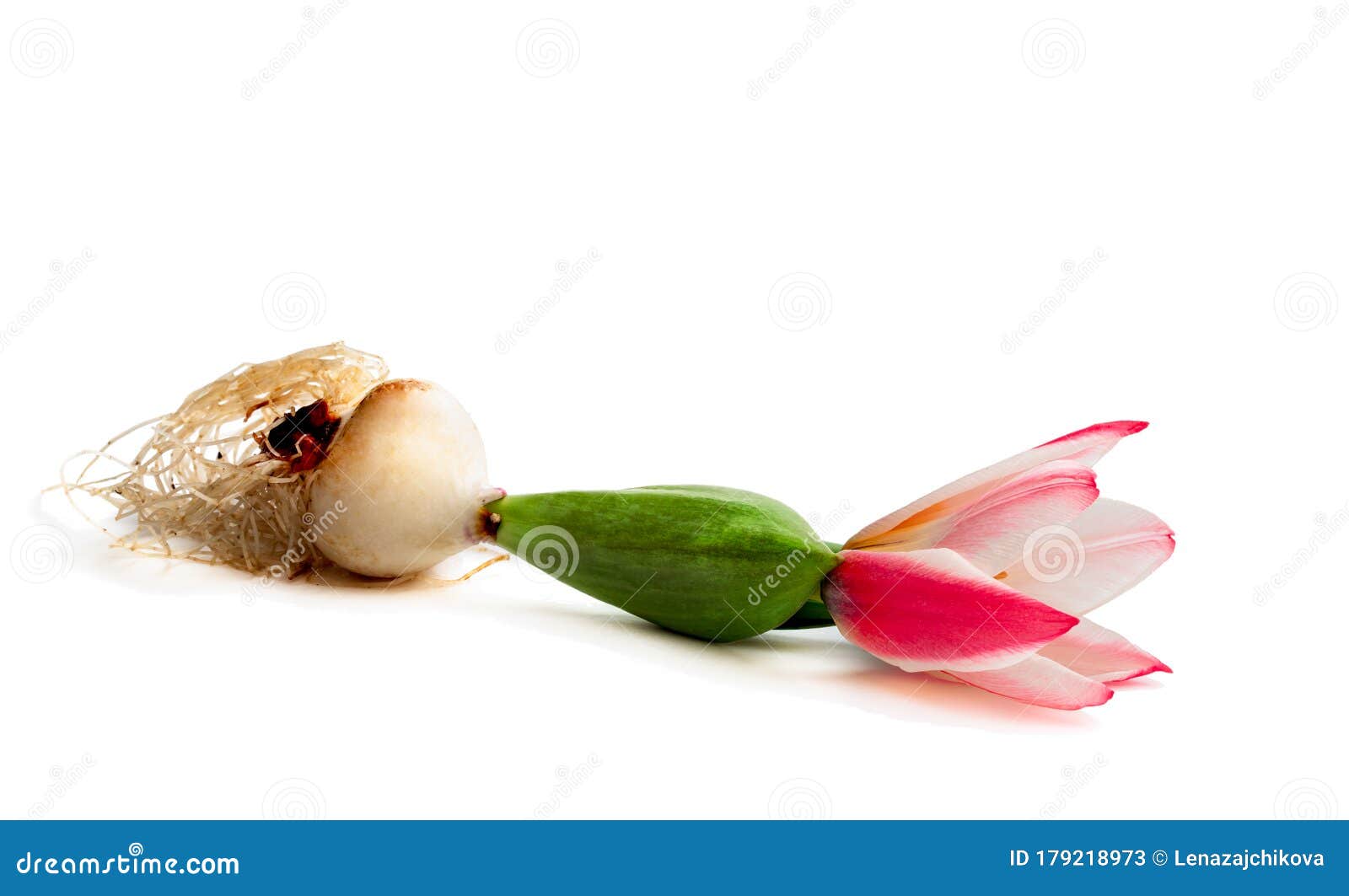 Pink Dwarf Tulip with Flower and Roots Isolated on White Stock Image