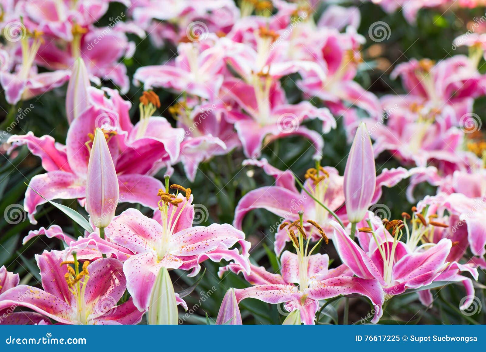 Pink Easter Lilies stock image. Image of spirituality 76617225