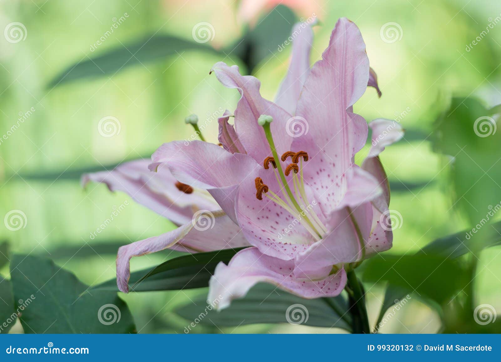 Pink easter Lilly stock photo. Image of bold, garden - 99320132