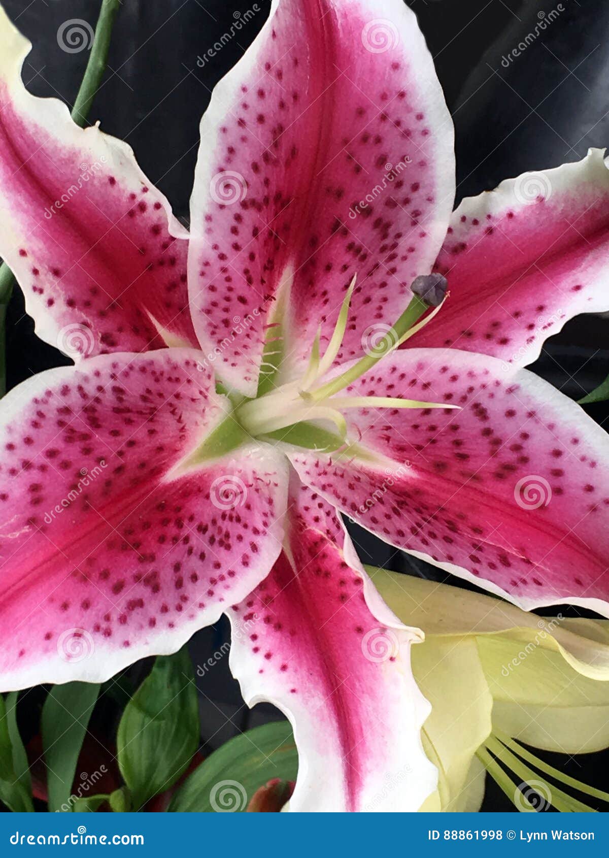 Pink Easter Lily stock photo. Image of formal, elegant 88861998