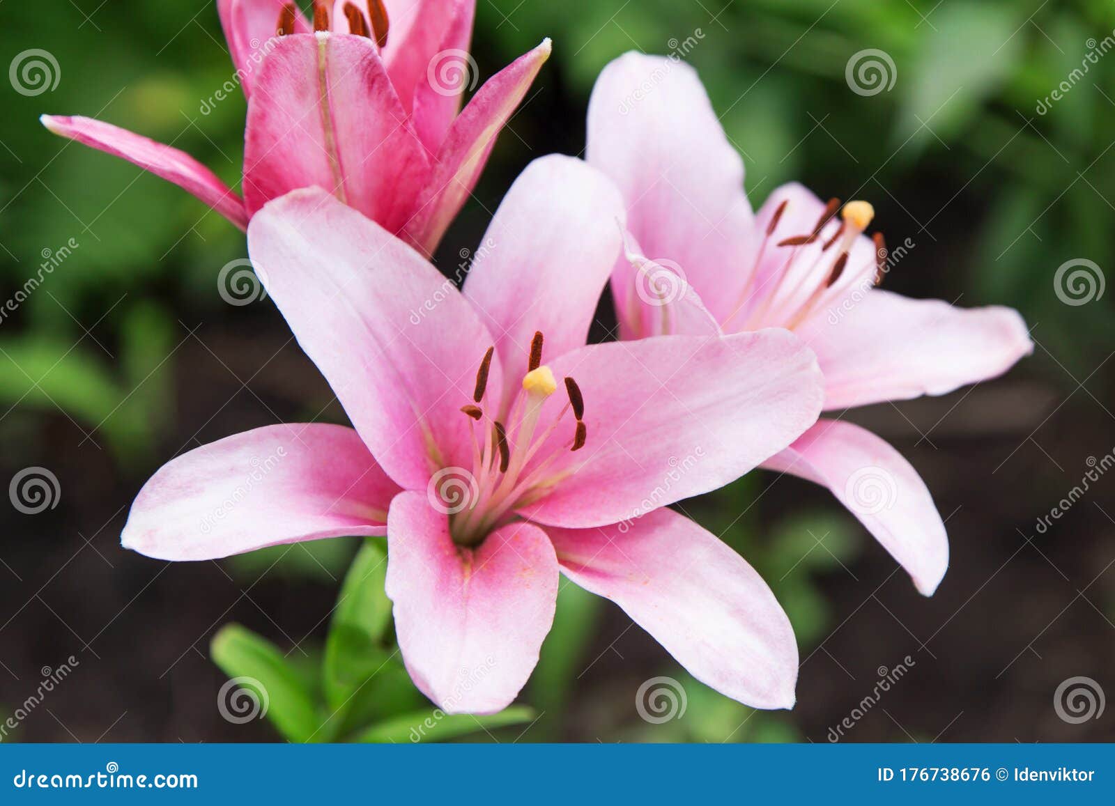 Pink Easter Lily Flowers in Garden. Lilies Blooming Close Up Stock ...