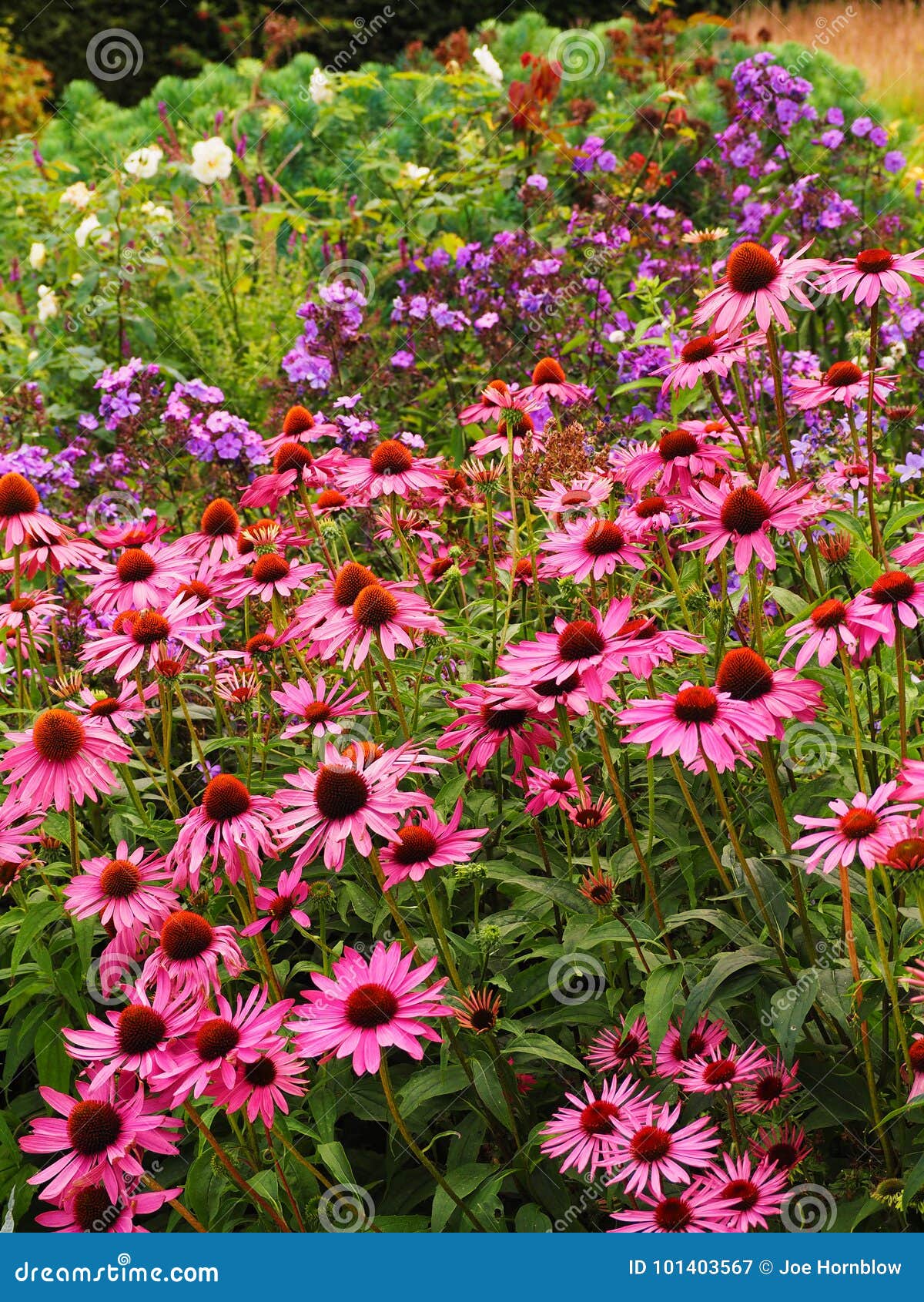 Pink Echinacea Flowers At Front Of English Cottage Garden Border