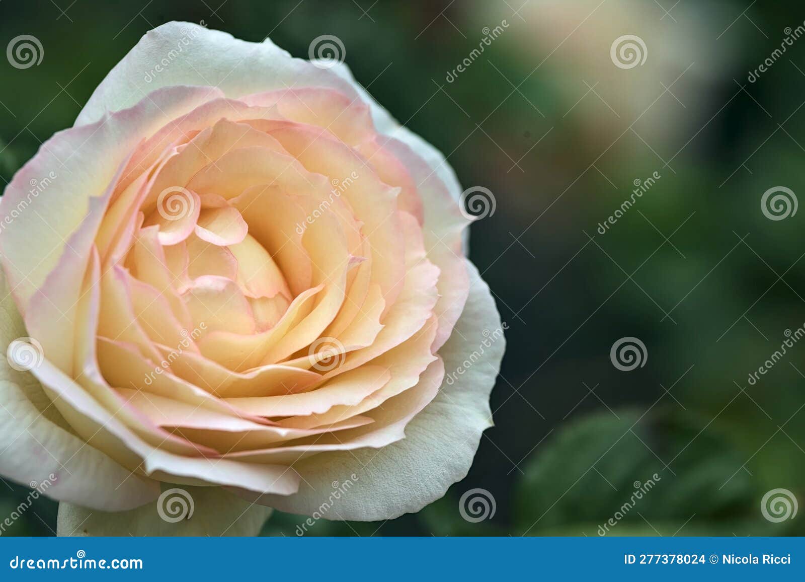 Pink English Roses in Bloom in a Bush Seen Up Close Stock Photo Image