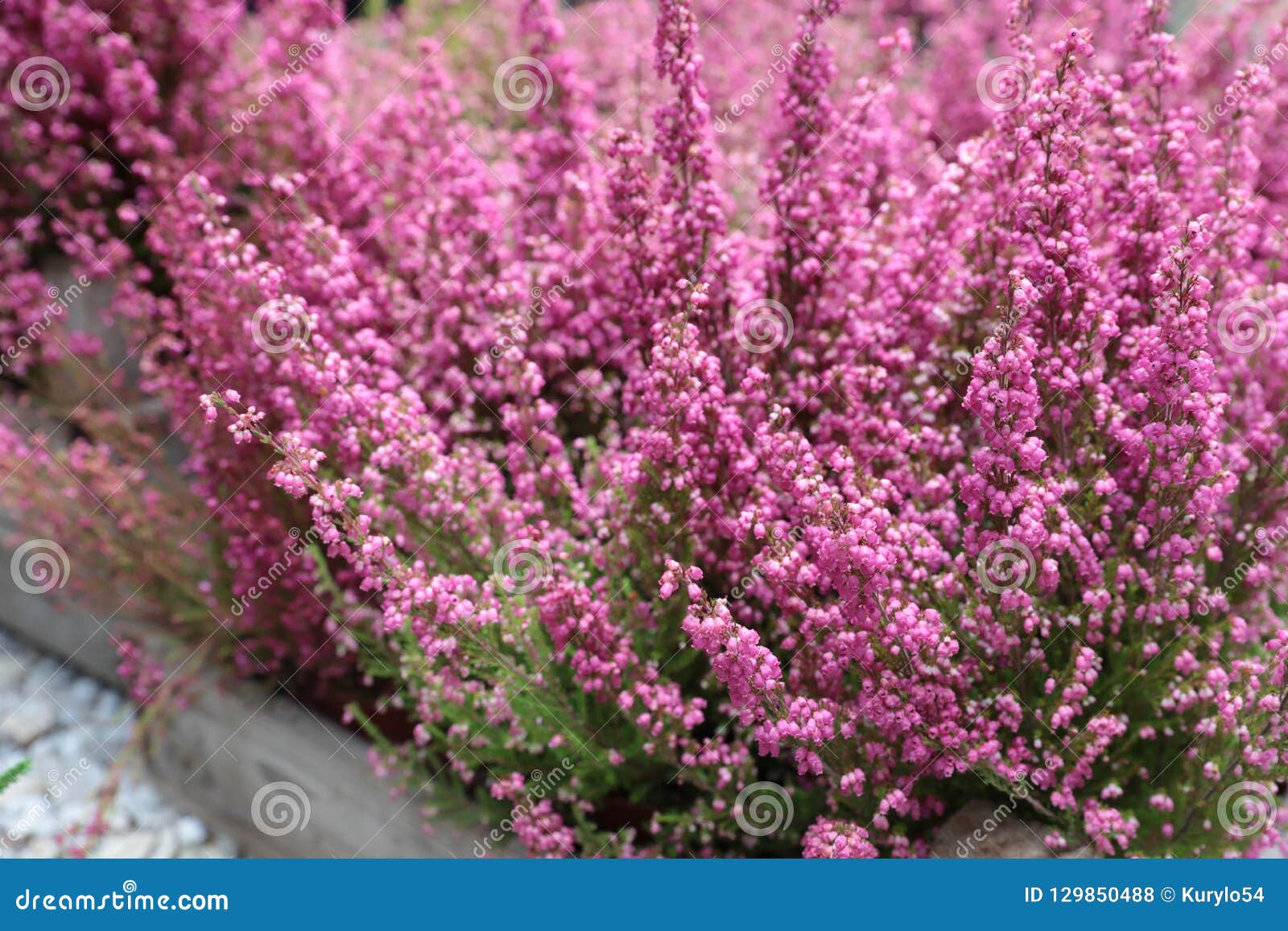 Best Erica Gracilis Royalty-Free Images, Stock Photos & Pictures
