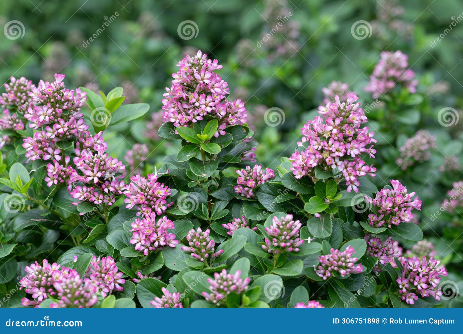 pink escallonia laevis pink elle, pink flowering shrub