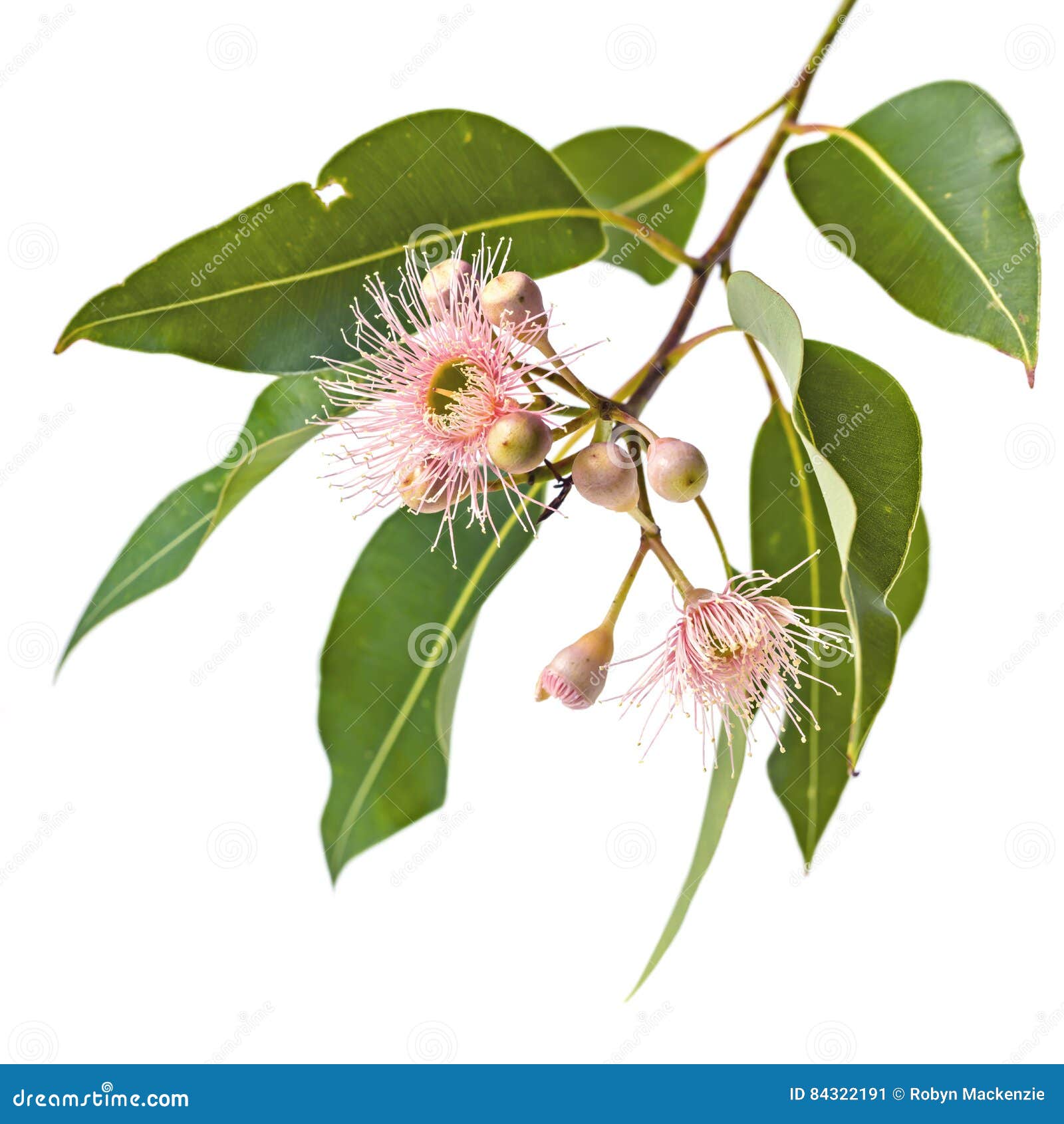 pink eucalyptus flowers buds and leaves  on white