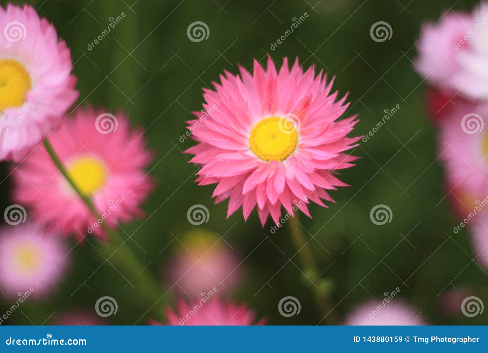 a pink everlasting flower in focus
