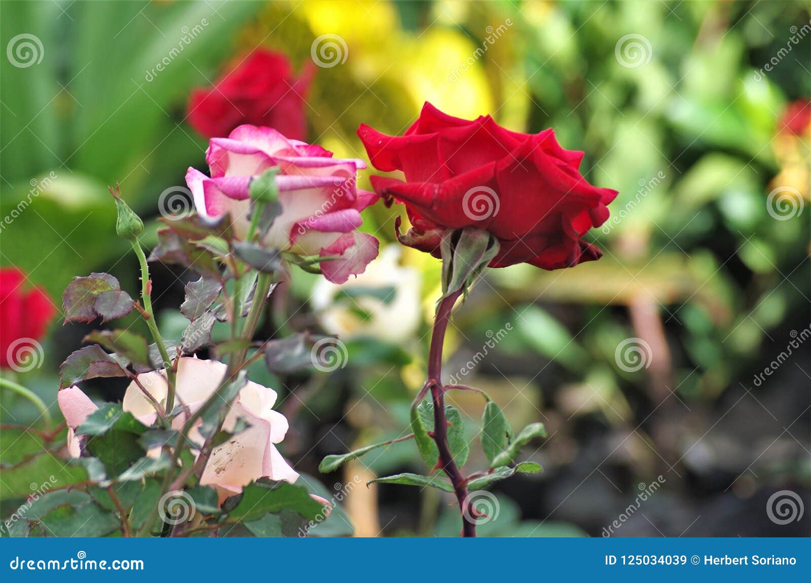 pink exotic rose flower closeup on a honduras national park la ceiba cuero y salado