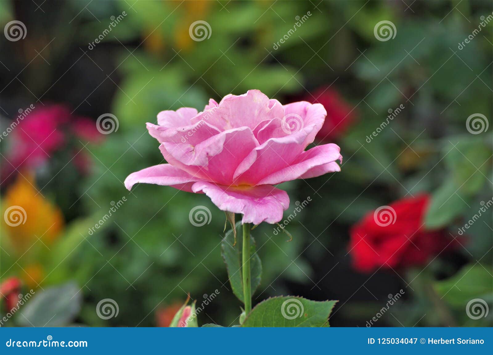 pink exotic rose flower closeup on a honduras national park la ceiba cuero y salado