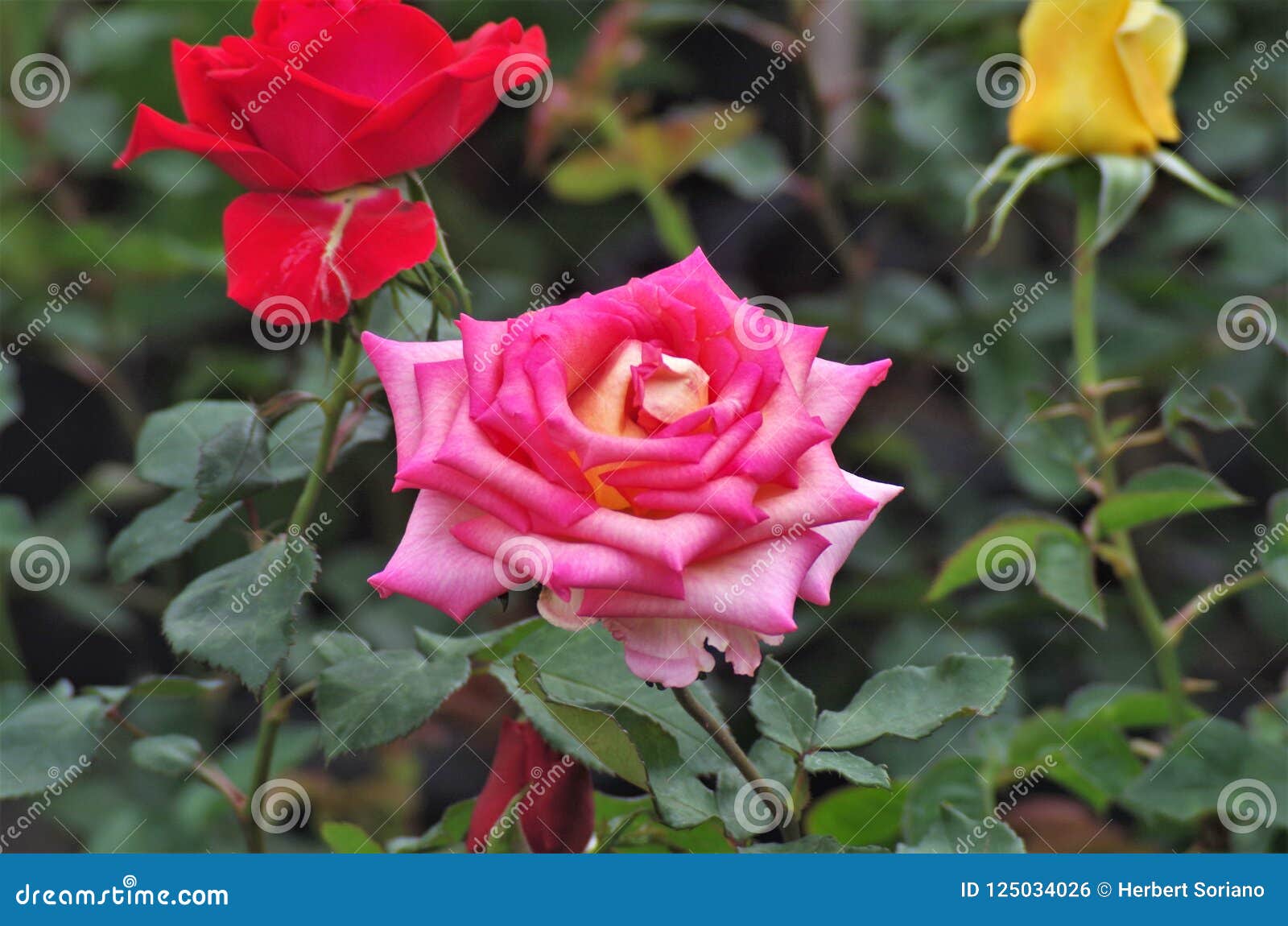 pink exotic rose flower closeup on a honduras national park la ceiba cuero y salado