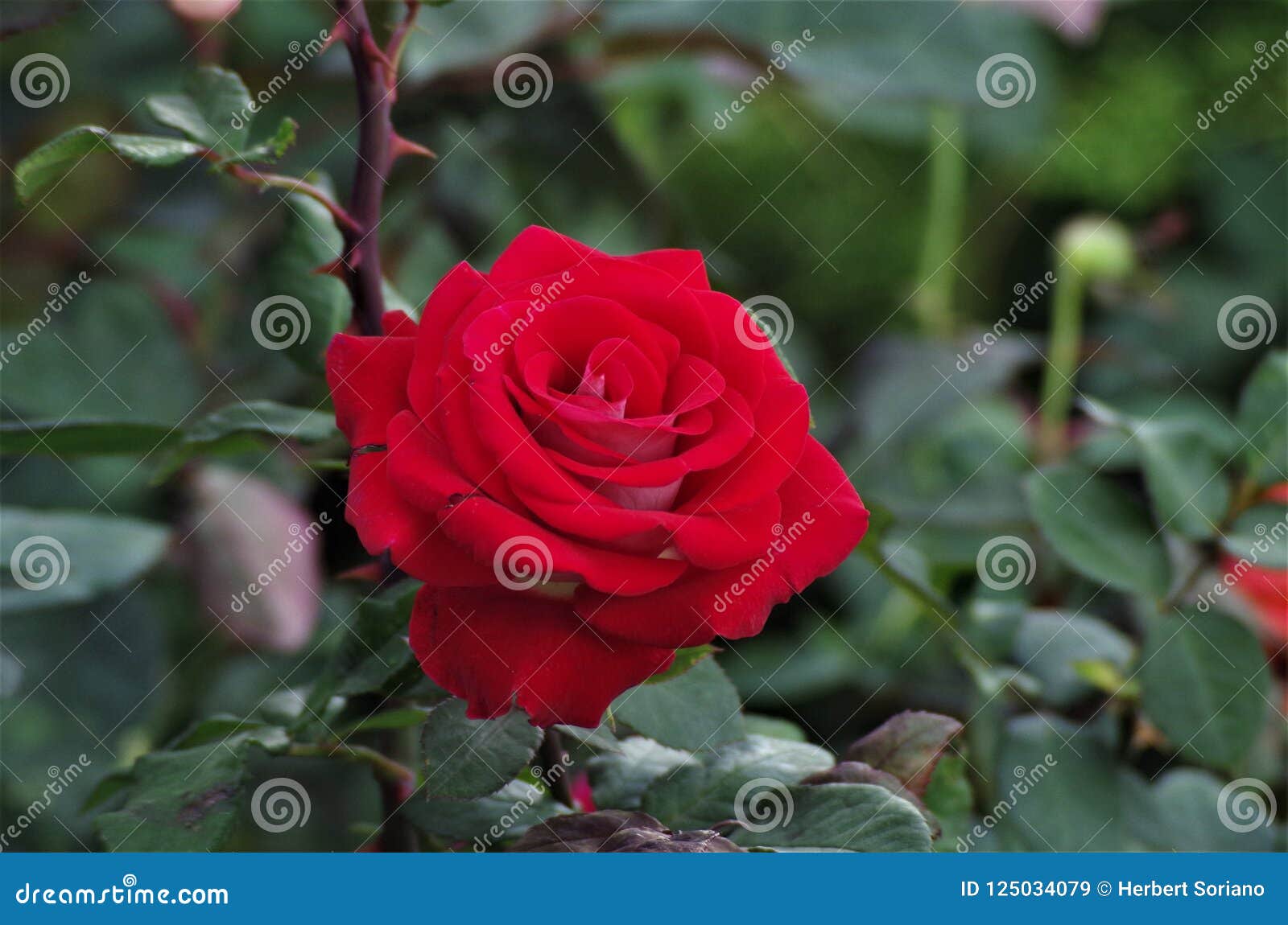 red exotic rose flower closeup on a honduras national park la ceiba cuero y salado