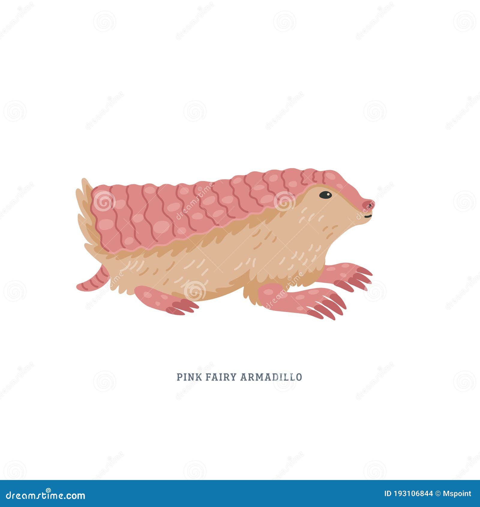 pink fairy armadillo or chlamyphorus truncatus, or pichiciego - smallest armadillo endemic to central argentina.