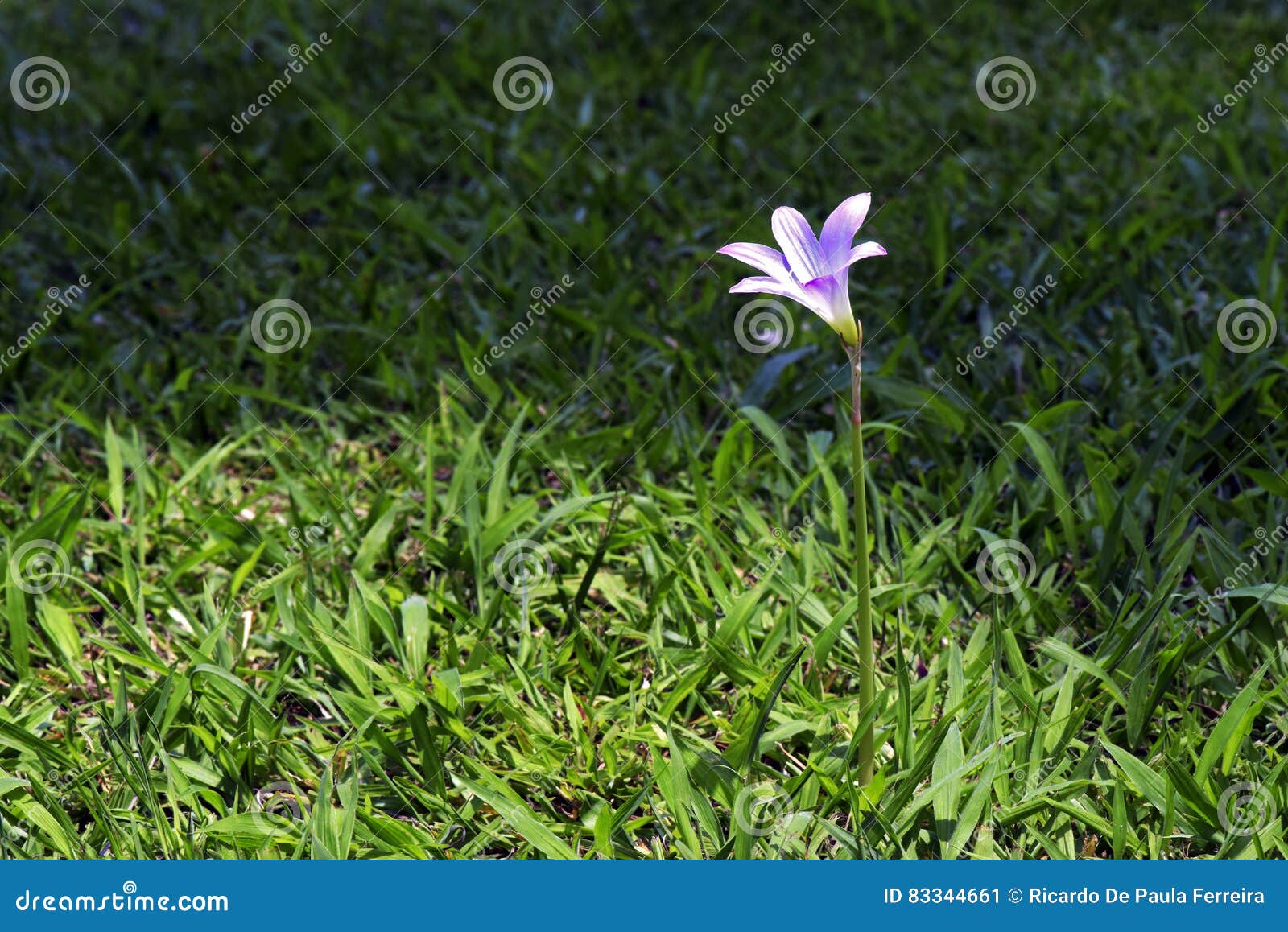 Pink Fairy Lily on the Green Grass Stock Image - Image of