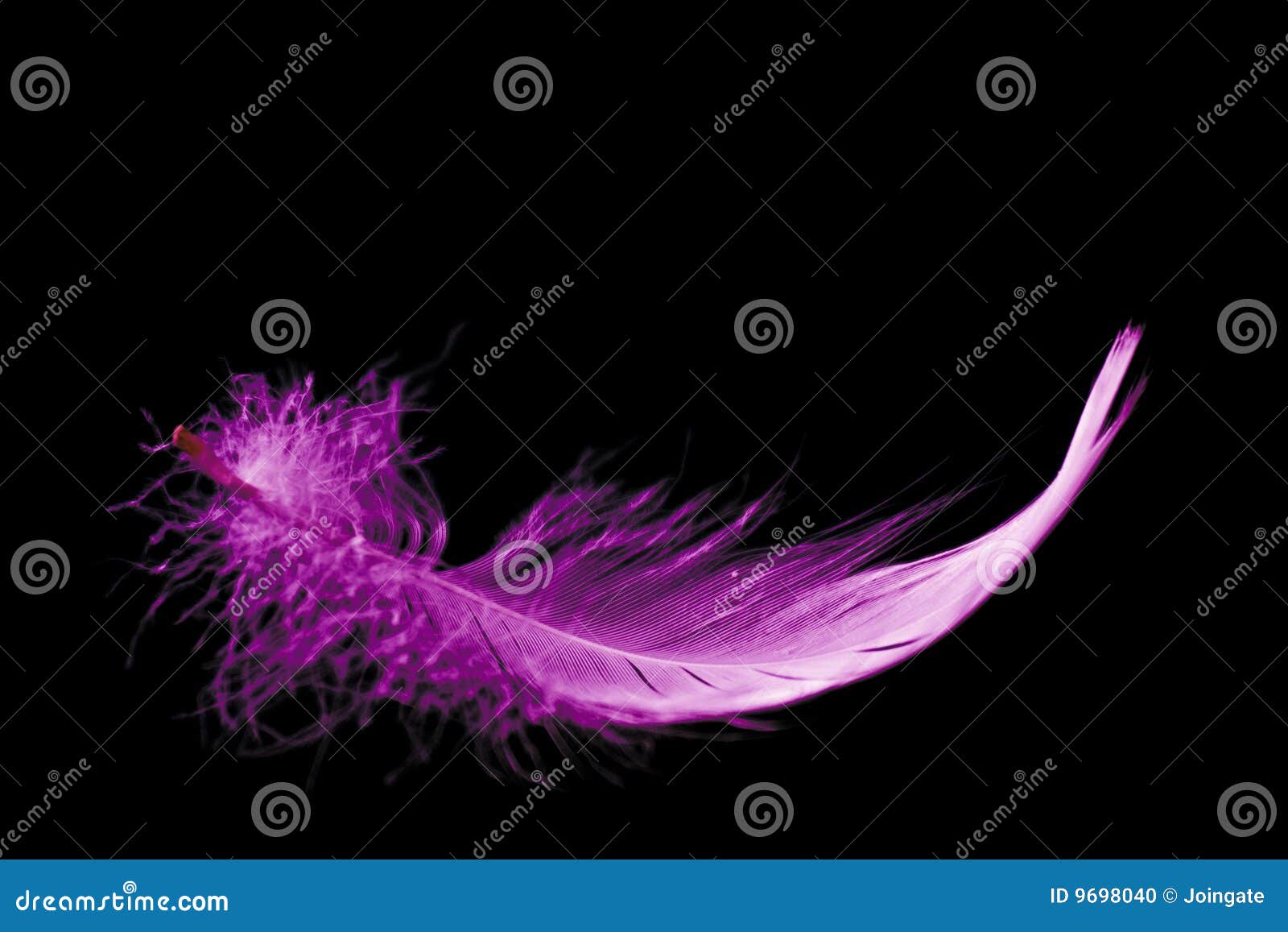Pink feather stock photo. Image of colored, vivid, feather 9698040