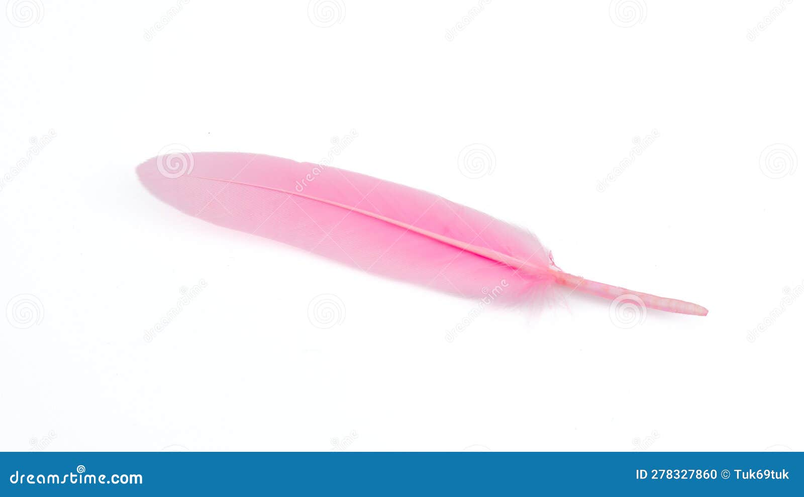 Pink Feather Isolated on White Background Stock Photo Image of
