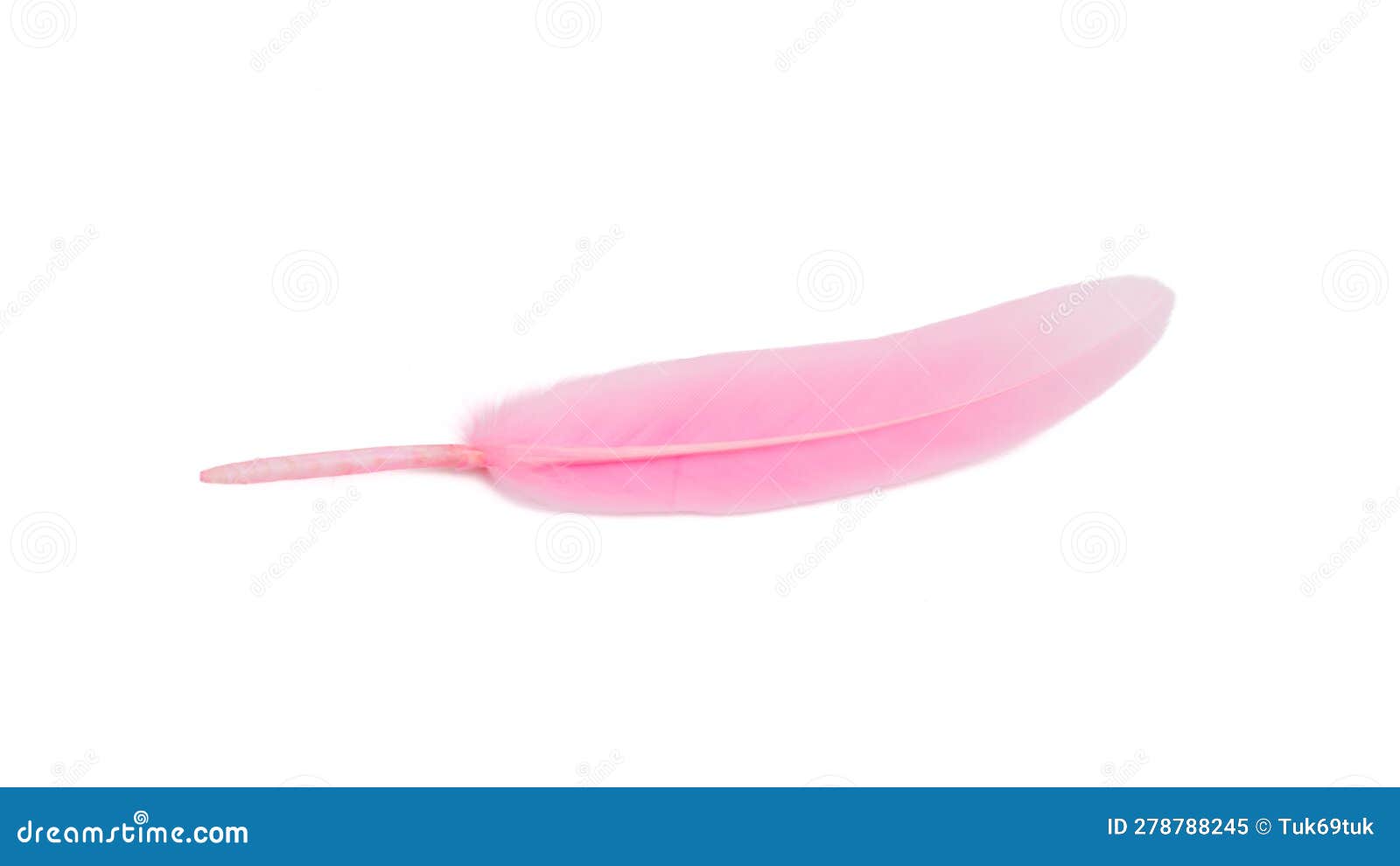 Pink Feather Isolated on White Background Stock Image Image of fluffy