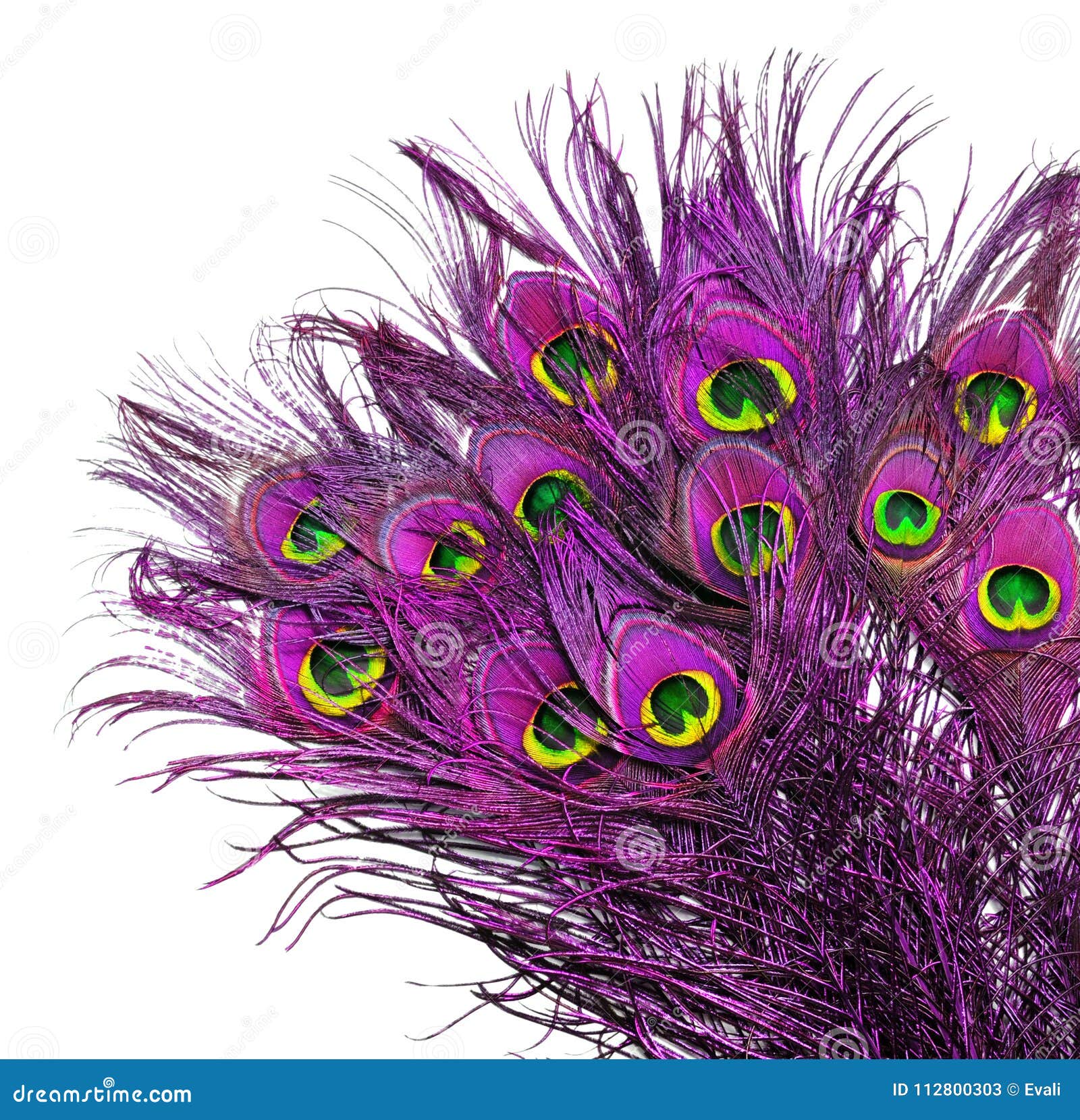 Pink Peacock feathers. stock image. Image of bird, animal 112800303