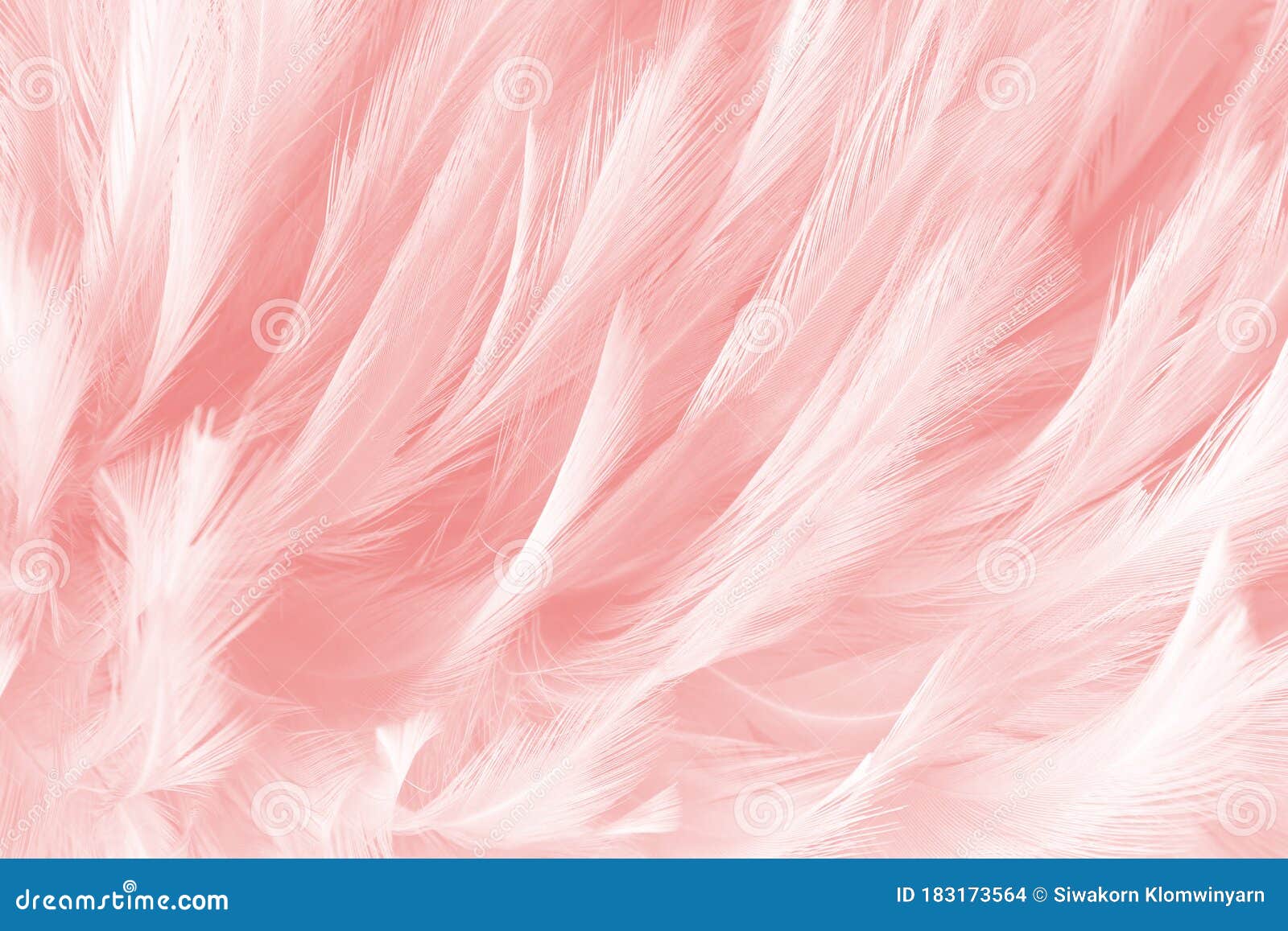 Pink feathers background Stock Photo by ©lanalight 100443162