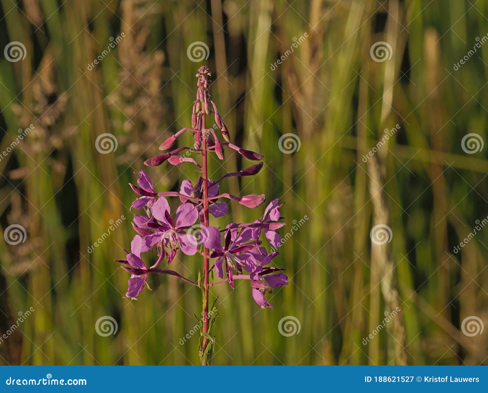 Pinoeer Stock Photos - Free & Royalty-Free Stock Photos from Pinoeer Stock Photos - Free & Royalty-Free Stock Photos from
