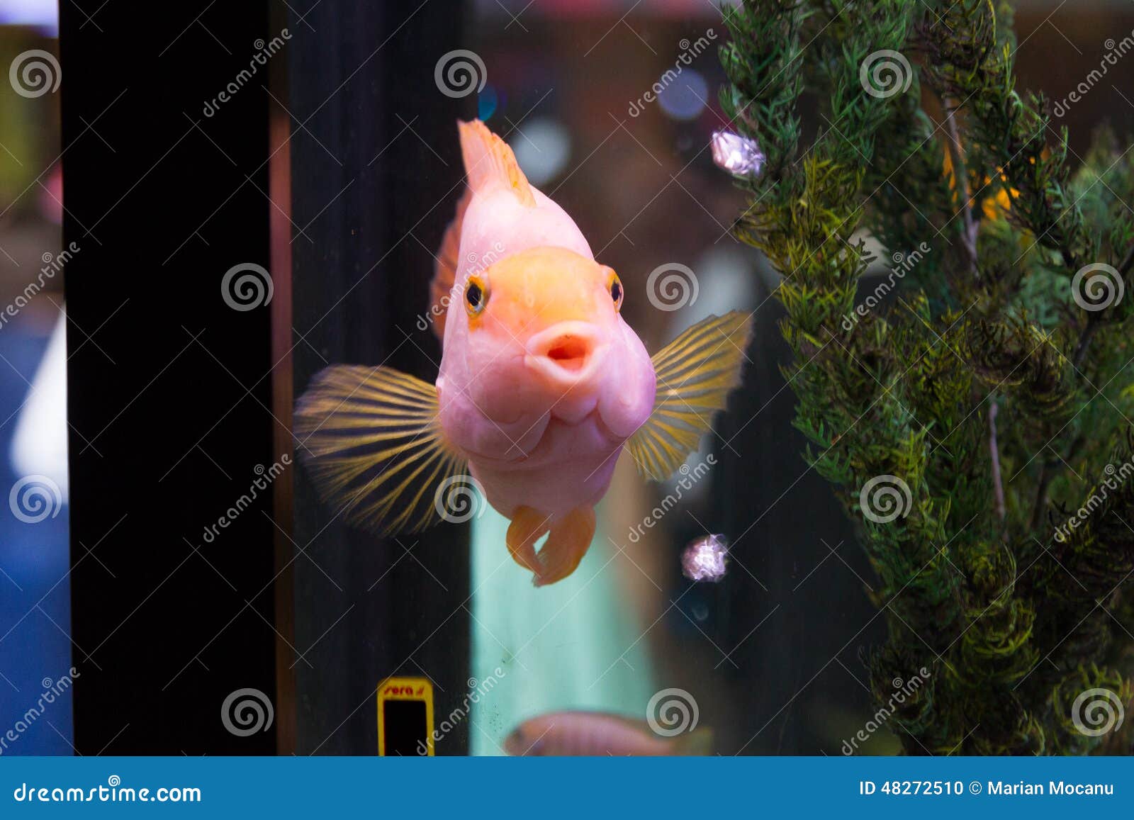 Pink fish stock photo. Image of guppie, wildlife, coral 48272510